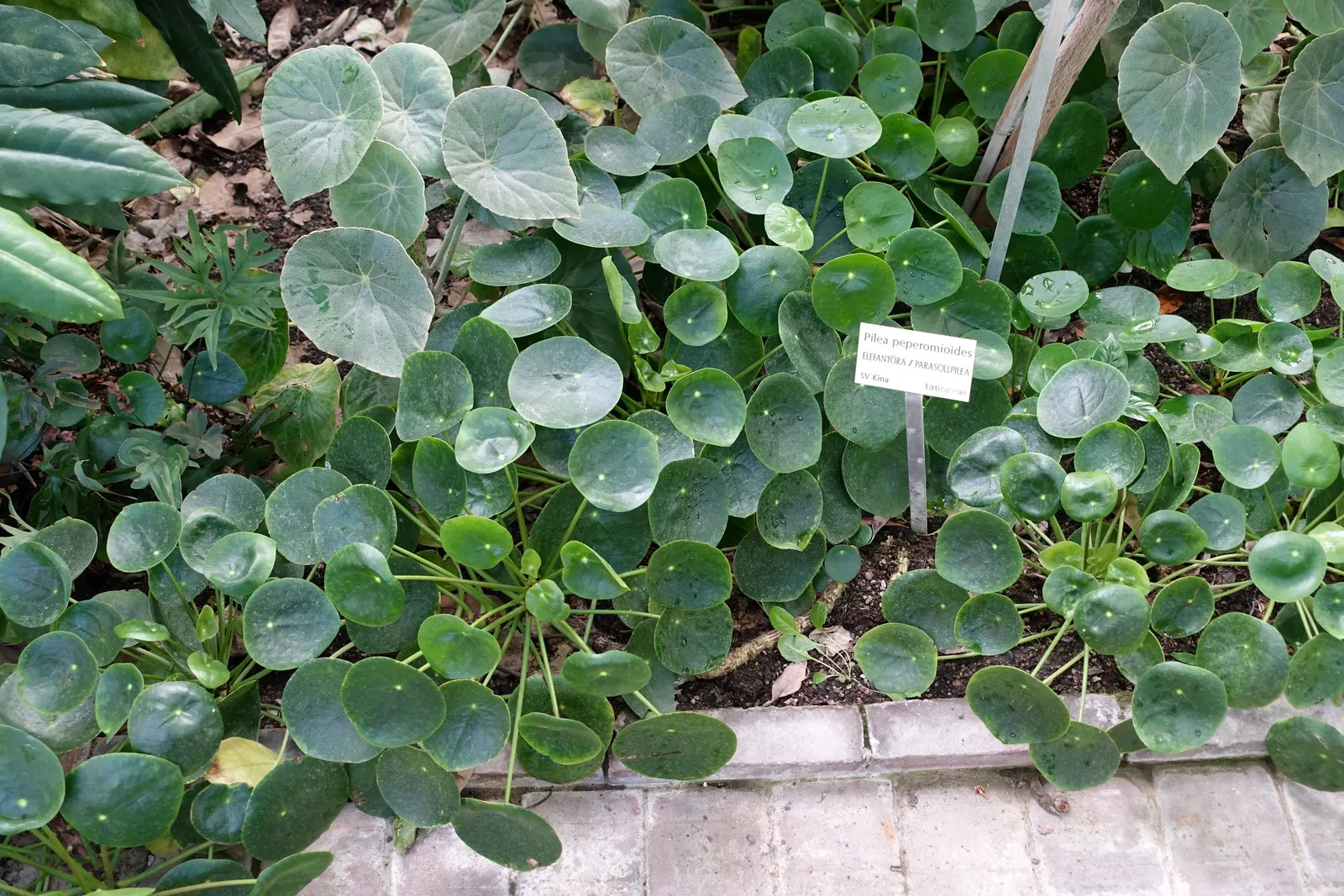 Chinese Money Plant (Pilea Peperomioides) — its capacity for generating pups