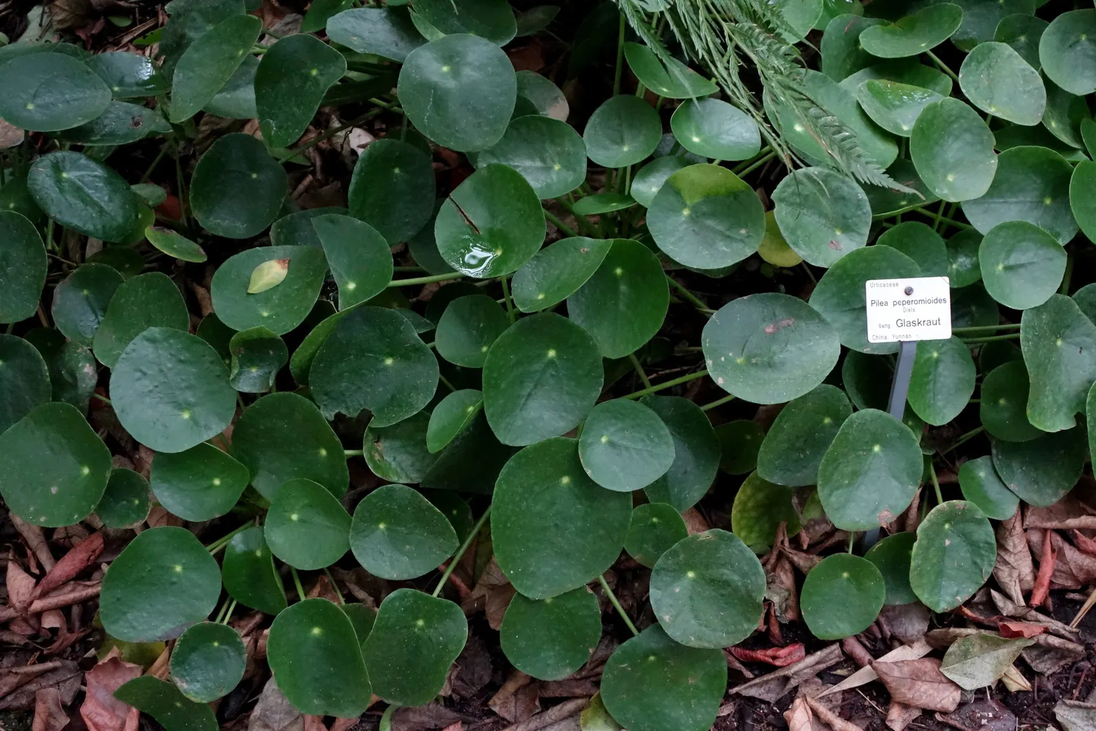 Chinese Money Plant (Pilea Peperomioides) — The Chinese Money Plant (Pilea peperomioides); indirect light with well-draining soil