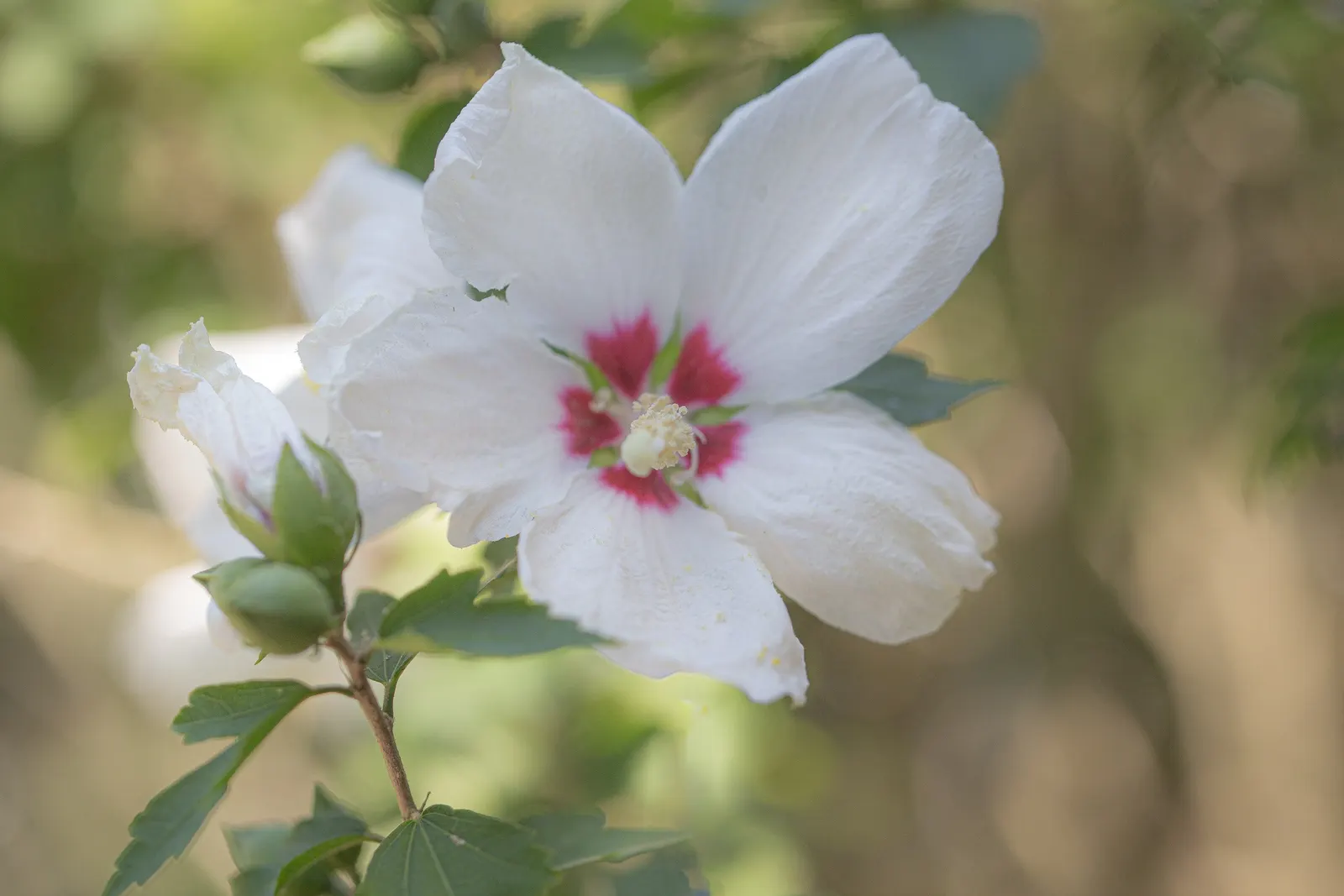 Blue Bird Rose Of Sharon (Hibiscus Syr. 'Oiseau Bleu') — The Blue Bird Rose of Sharon (Hibiscus syriacus 'Oiseau Bleu') is a striking