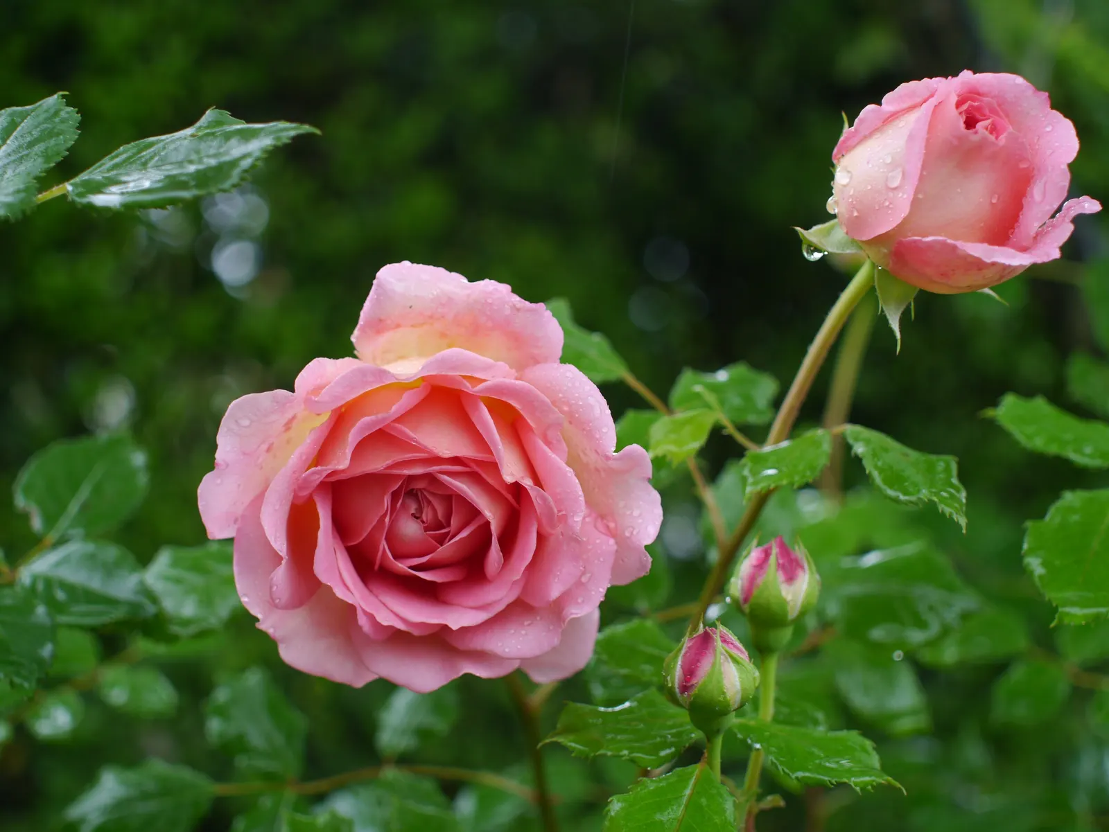 Jubilee Celebration English Rose (Rosa David Austin 'Jubilee Celebration') — The Jubilee Celebration English Rose (Rosa 'AUSbollo') is a prized David Austin