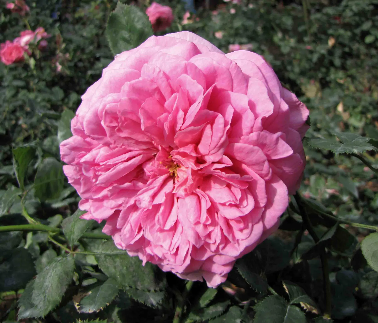 Jubilee Celebration English Rose (Rosa David Austin 'Jubilee Celebration') — salmon-pink blooms with a hint of gold on the undersides