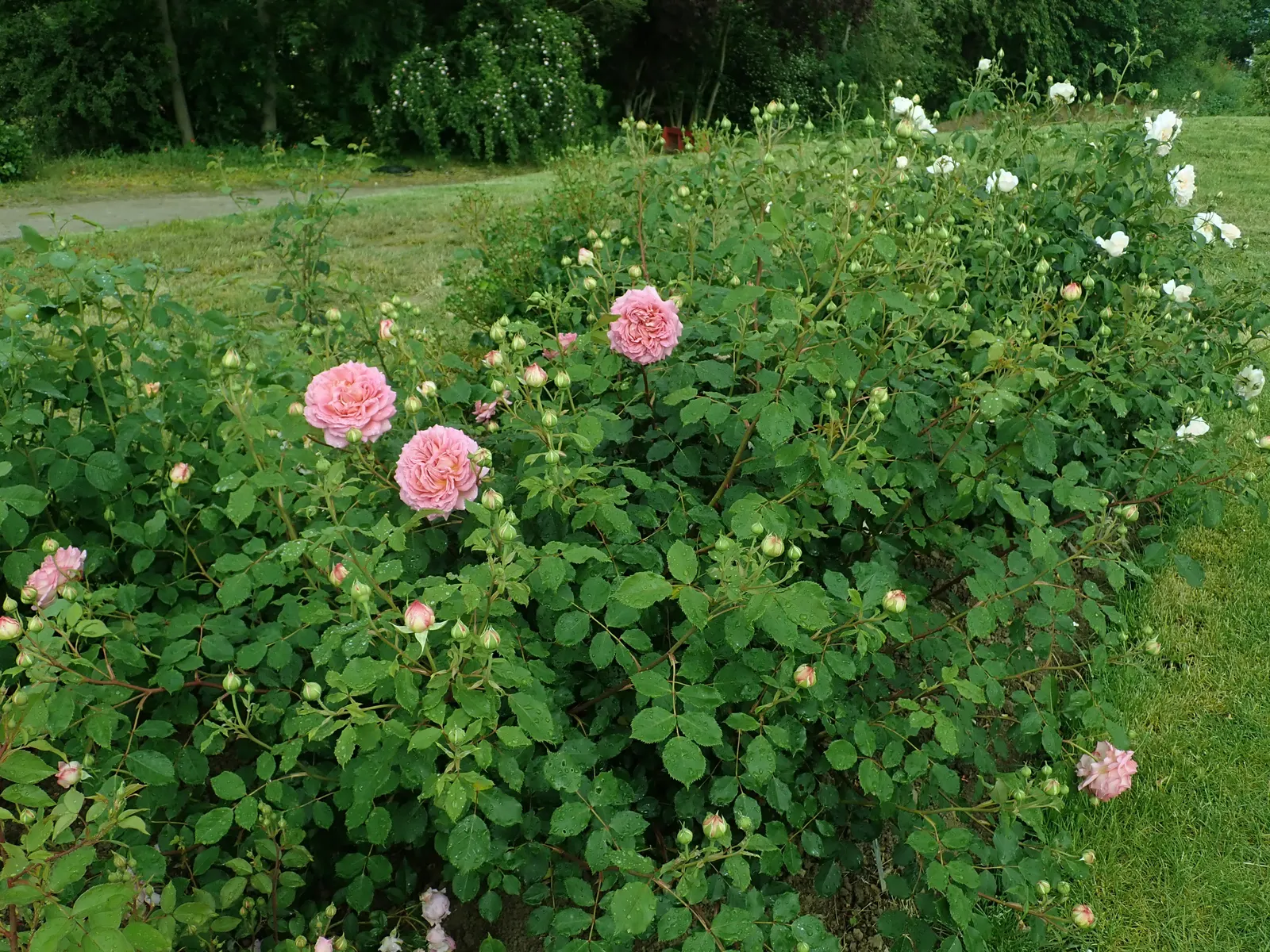 Jubilee Celebration English Rose (Rosa David Austin 'Jubilee Celebration') — Ideal for borders or as a fragrant hedge