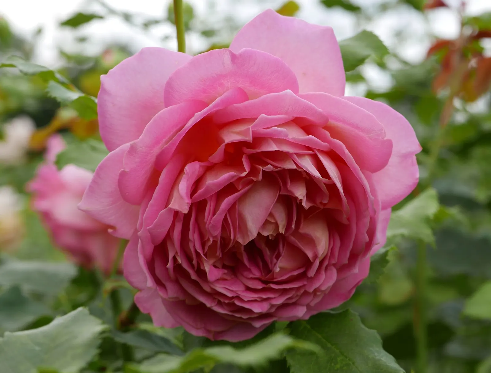 Jubilee Celebration English Rose (Rosa David Austin 'Jubilee Celebration') — Its petals exude a delightful, fruity fragrance