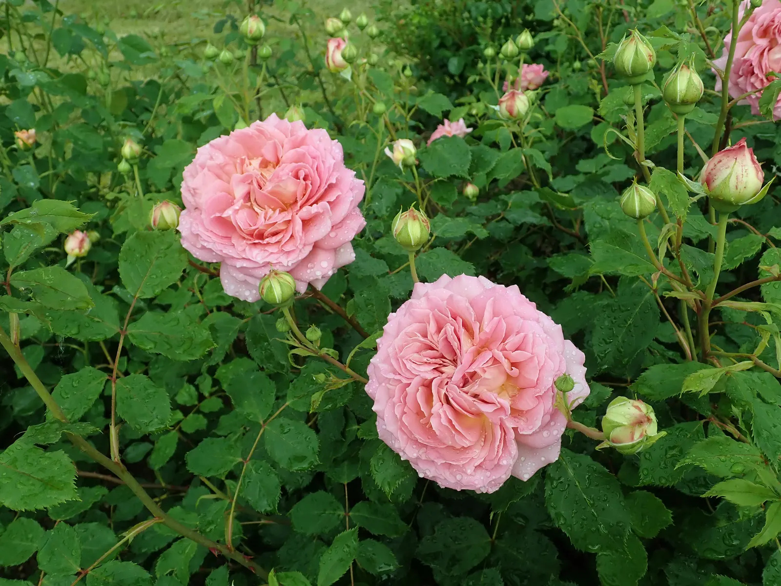 Jubilee Celebration English Rose (Rosa David Austin 'Jubilee Celebration') — This robust shrub reaches up to 4 ft in height and width, flourishing in full sun