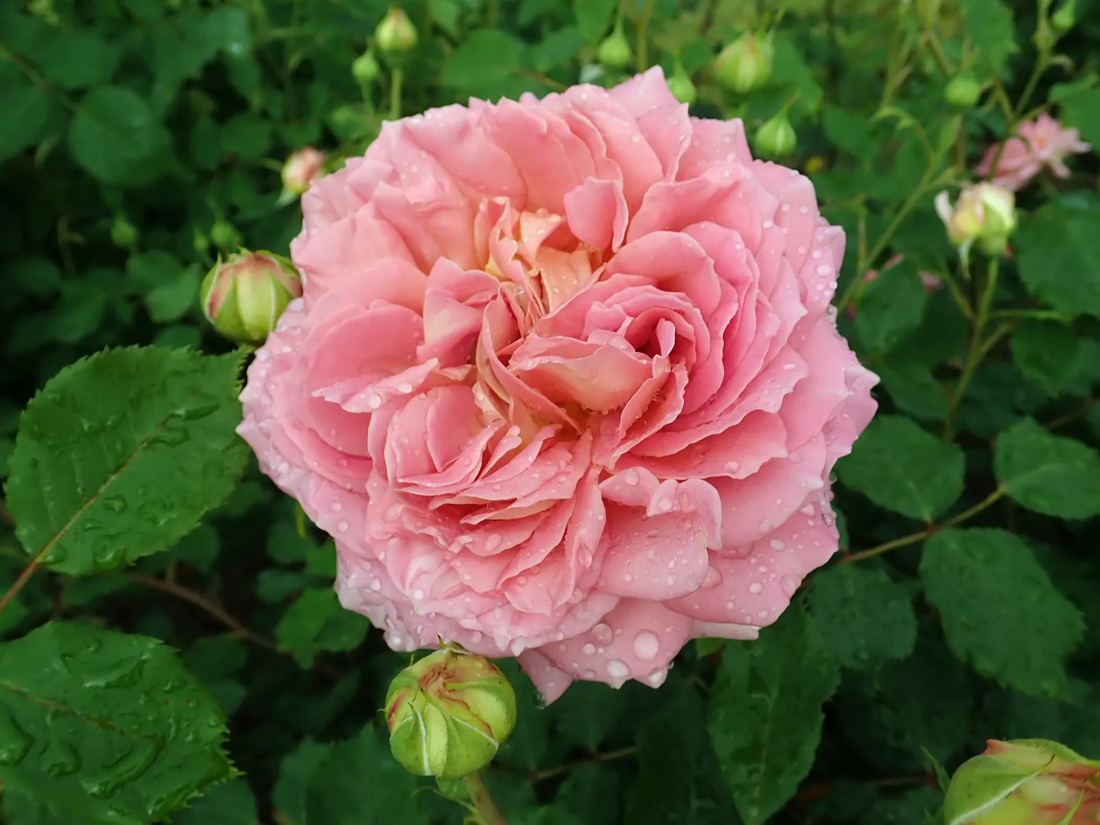 Jubilee Celebration English Rose (Rosa David Austin 'Jubilee Celebration') — it blooms from late spring to frost