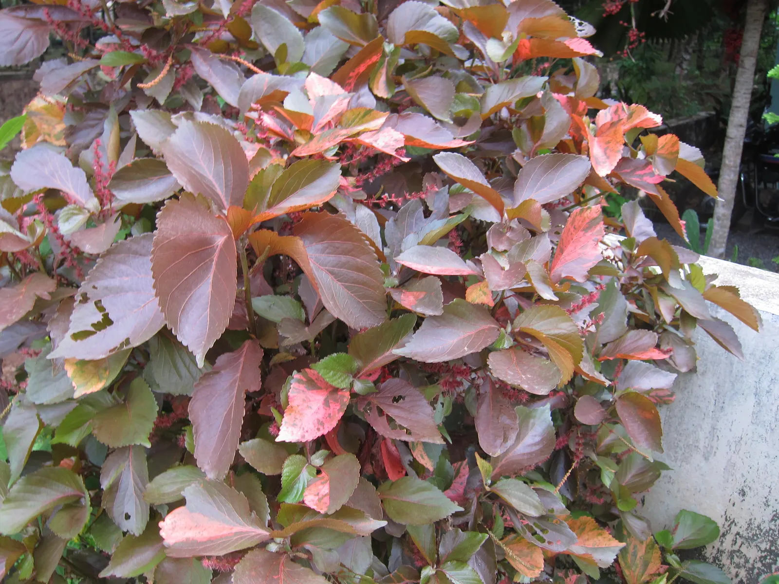 Copper Leaf (Acalypha Monostachya) — Ideal for warm climate gardens