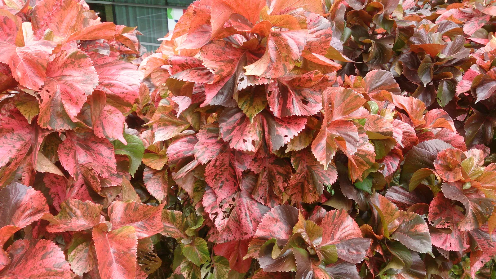 Copper Leaf (Acalypha Monostachya) — is an ornamental shrub known for its vibrant foliage with shades of red