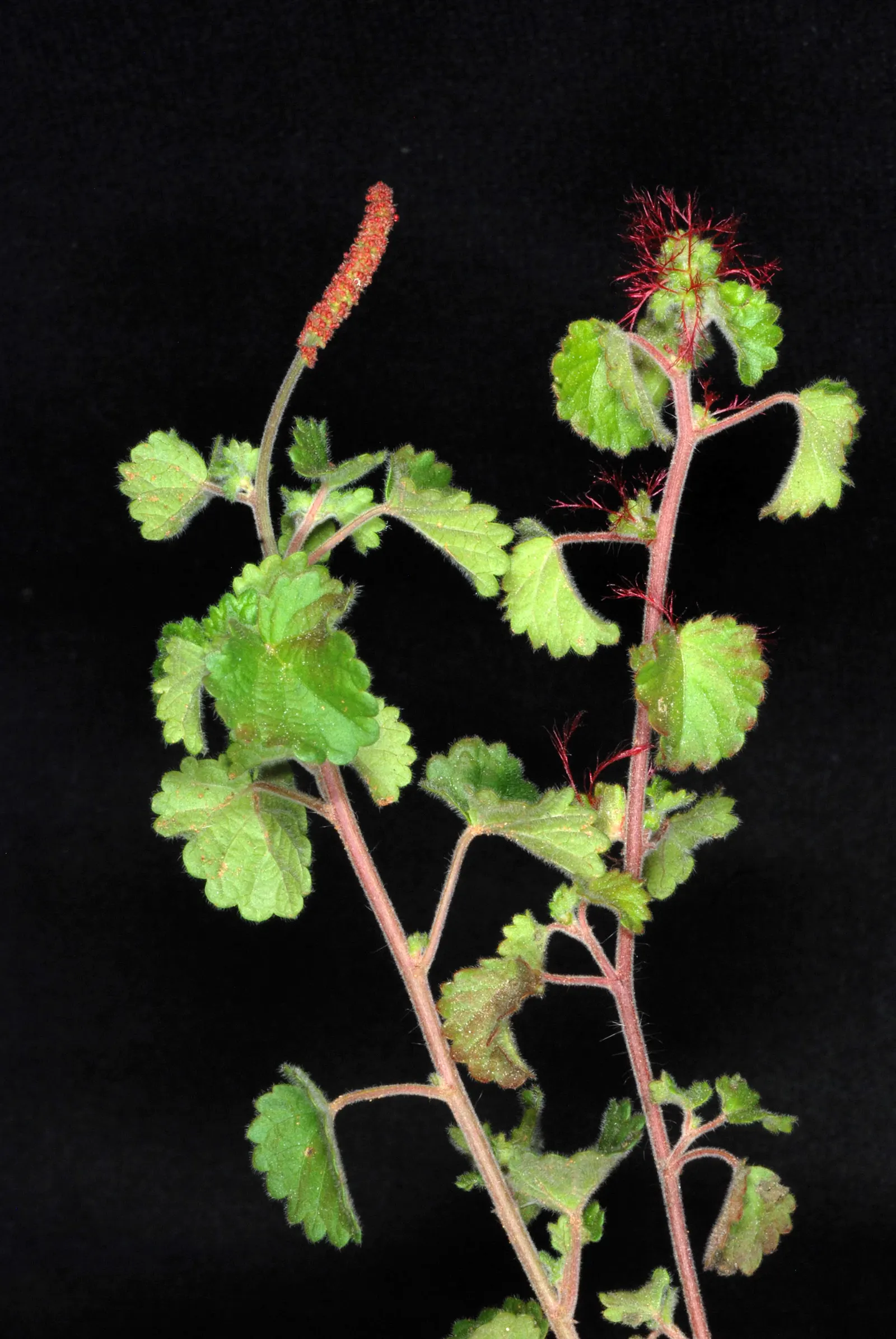 Copper Leaf (Acalypha Monostachya) — It thrives in USDA zones 9-11, reaching a height of 6-10 feet and a spread of 5-8 feet