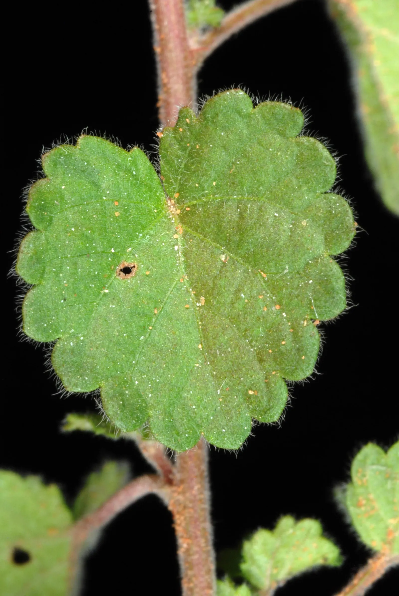 Copper Leaf (Acalypha Monostachya) — Regular pruning can manage size and promote denser growth