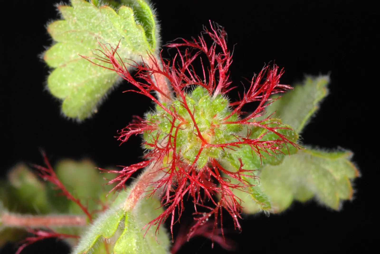 Copper Leaf (Acalypha Monostachya) — While it does produce inconspicuous flowers