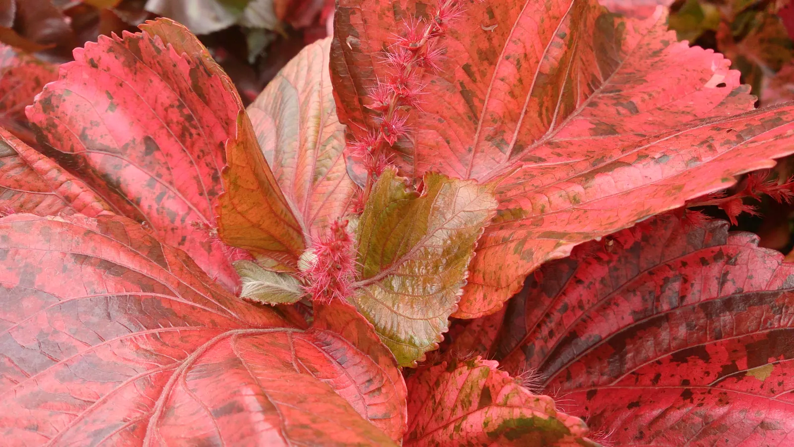 Copper Leaf (Acalypha Monostachya) — the Copper Leaf creates a striking presence in any landscape setting