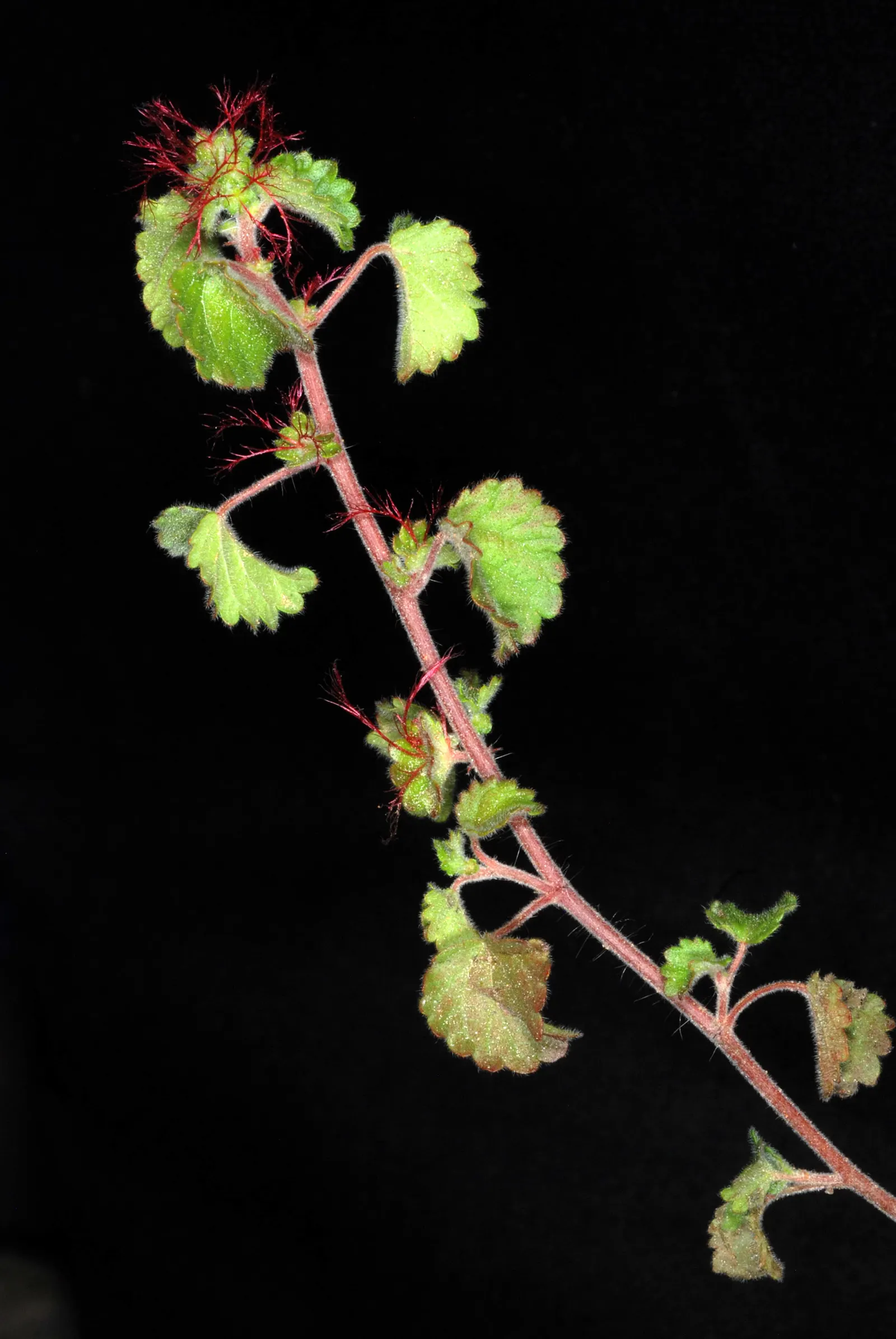 Copper Leaf (Acalypha Monostachya) — commonly known as the Copper Leaf