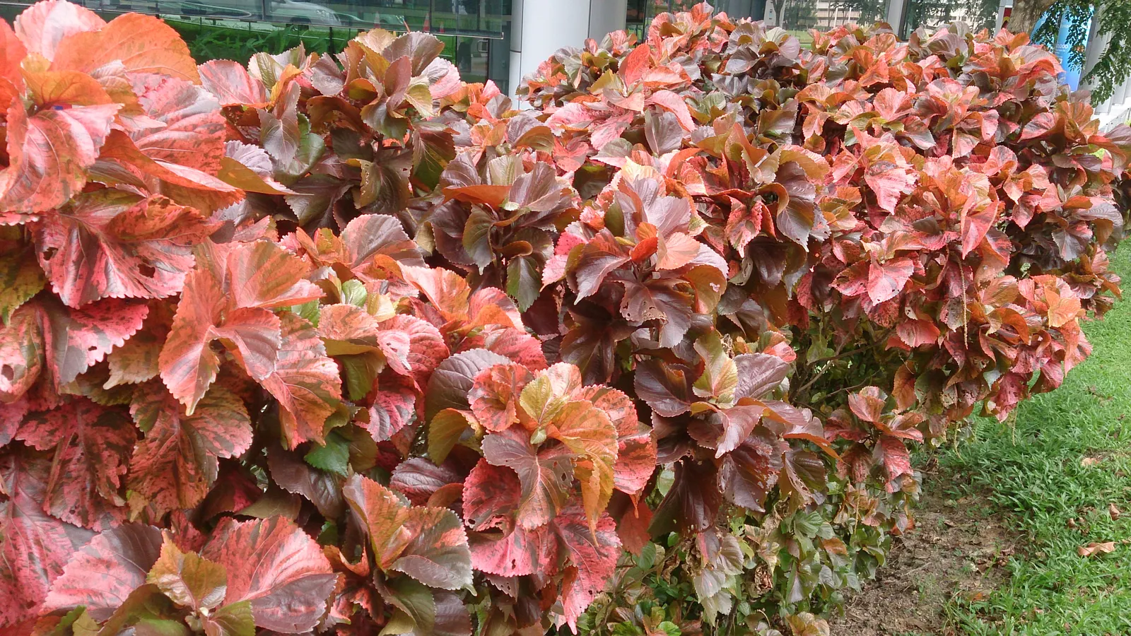 Copper Leaf (Acalypha Monostachya) — or in mass plantings.<br><br>The plant's leaves are its standout feature