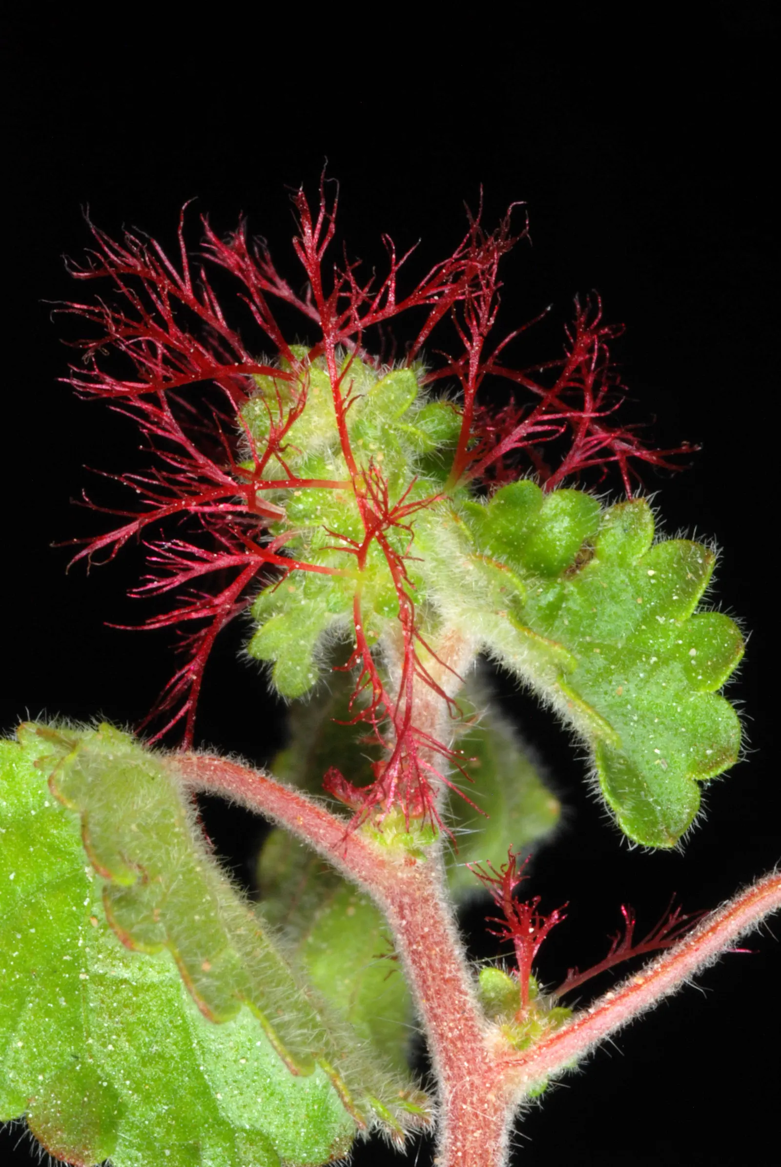 Copper Leaf (Acalypha Monostachya) — this low-maintenance plant adds dramatic color and textural contrast to landscapes