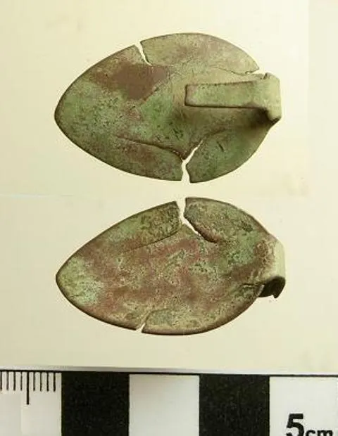 Copper Leaf (Acalypha Monostachya) — be it as a specimen plant