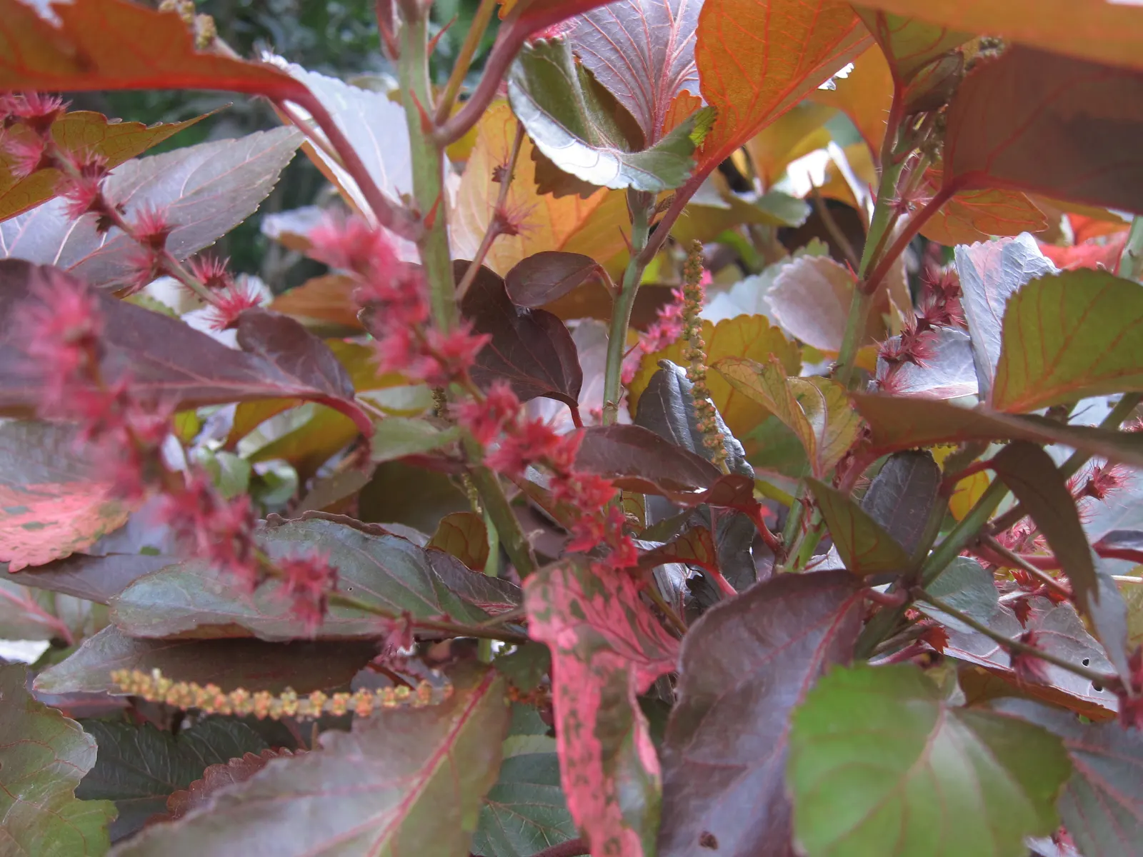 Copper Leaf (Acalypha Monostachya) — Preferring full sun to partial shade