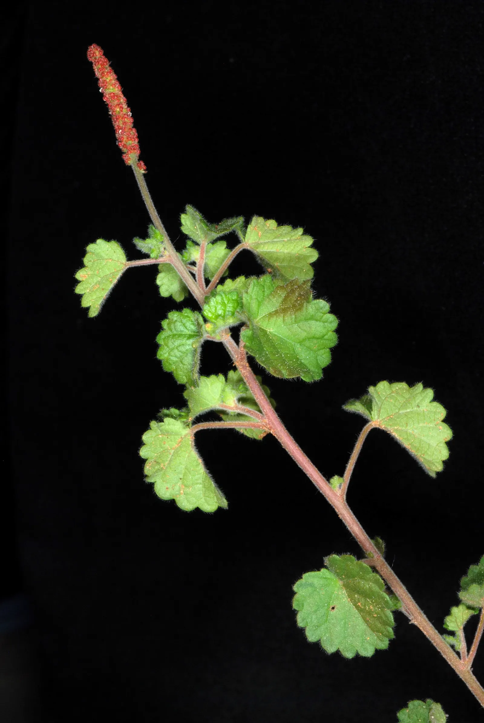 Copper Leaf (Acalypha Monostachya) — and yellow with serrated edges that contribute to its lush