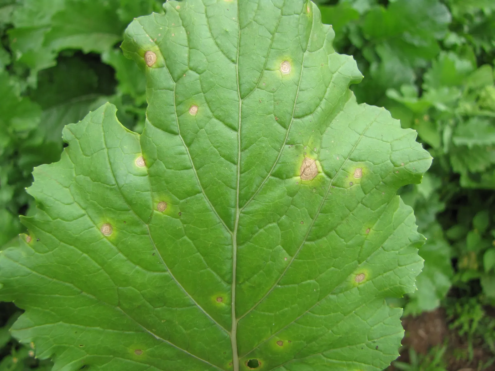 Copper Leaf (Acalypha Monostachya) — This plant is well-suited for USDA Hardiness Zones 10-11 and thrives in warm, frost-free climates
