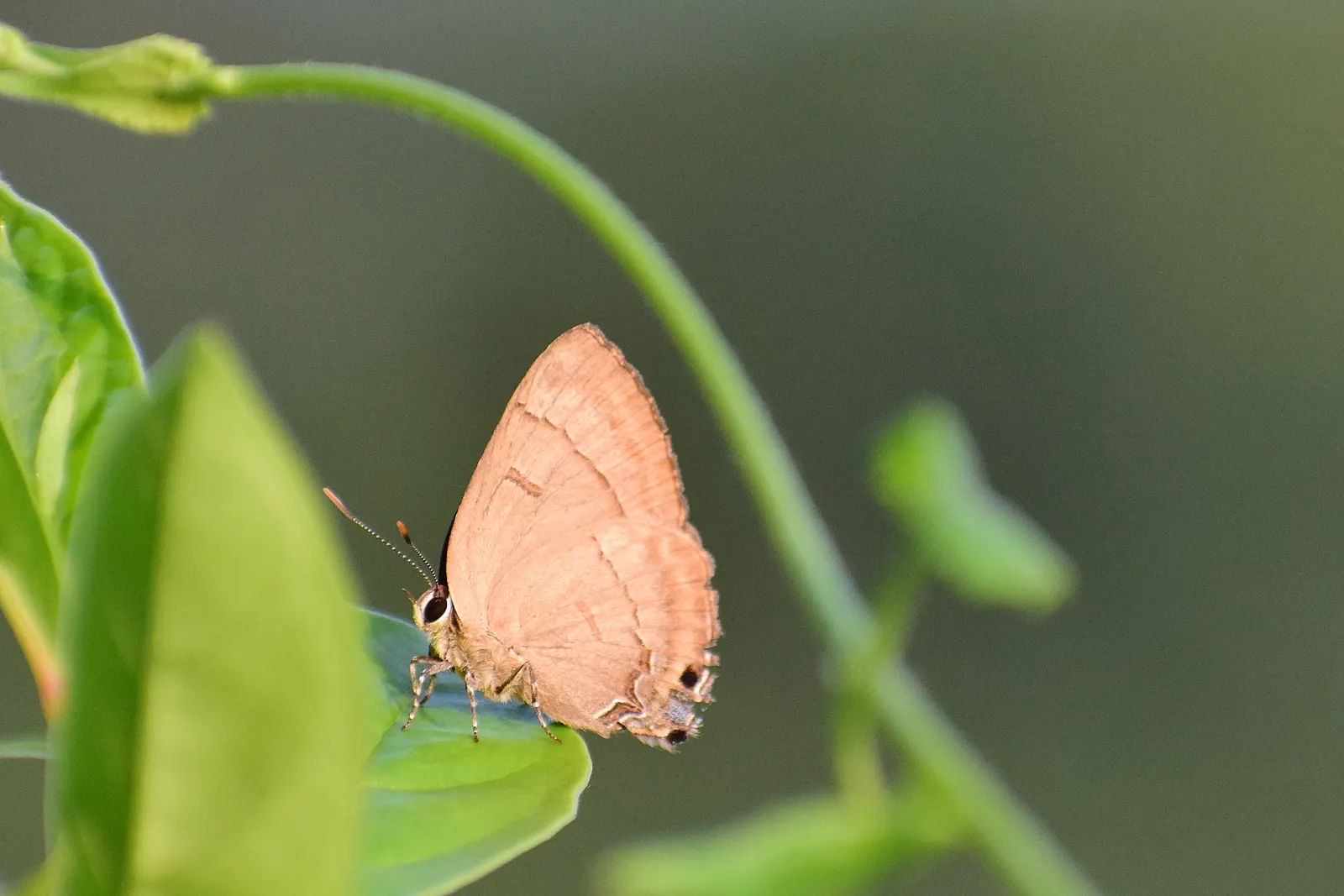 Copper Leaf (Acalypha Monostachya) — is an ornamental foliage plant celebrated for its richly colored