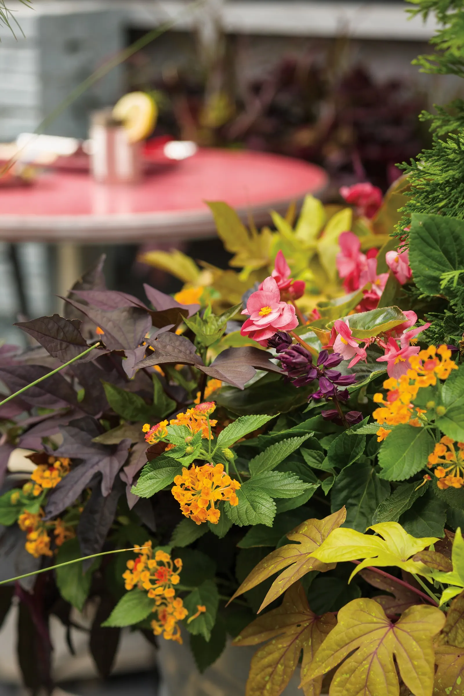 Sweet Caroline Upside™ Black Coffee Ornamental Sweet Potato Vine (Ipomoea batatas) — this selection has a unique climbing habit