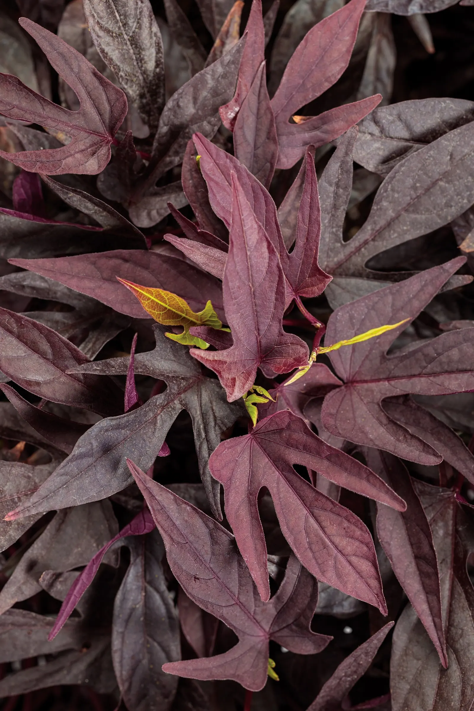 Sweet Caroline Upside™ Black Coffee Ornamental Sweet Potato Vine (Ipomoea batatas) — The Ipomoea batatas 'Sweet Caroline Upside™ Black Coffee'; part of the