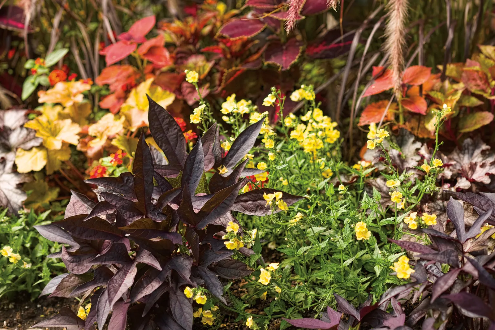 Sweet Caroline Upside™ Black Coffee Ornamental Sweet Potato Vine (Ipomoea batatas) — Best in part sun to sun, it prefers well-drained soil, average water