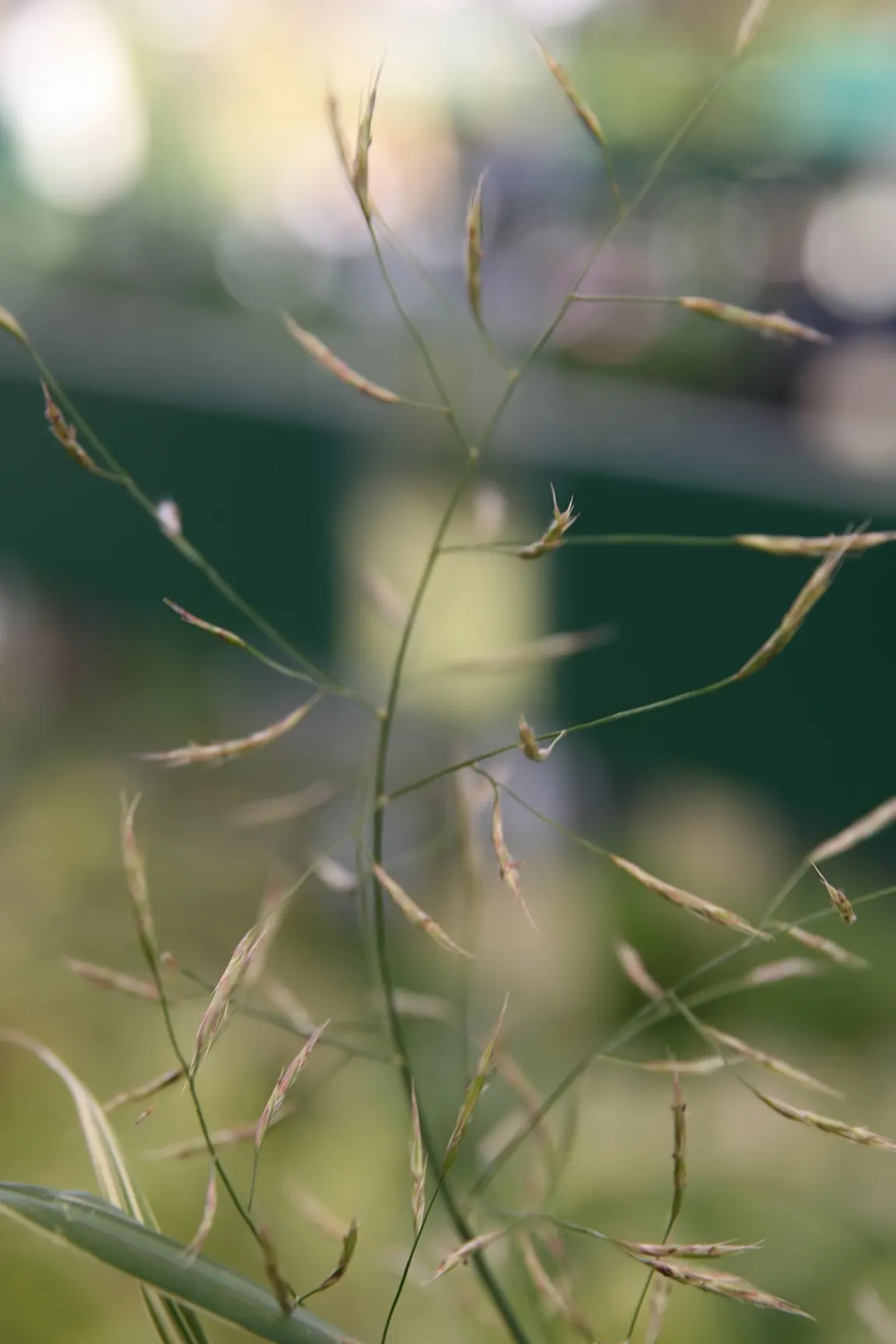 Variegated Japanese Forest Grass (Hakonechloa Macra 'Albo-Striata') — adding a textural and color contrast in the garden