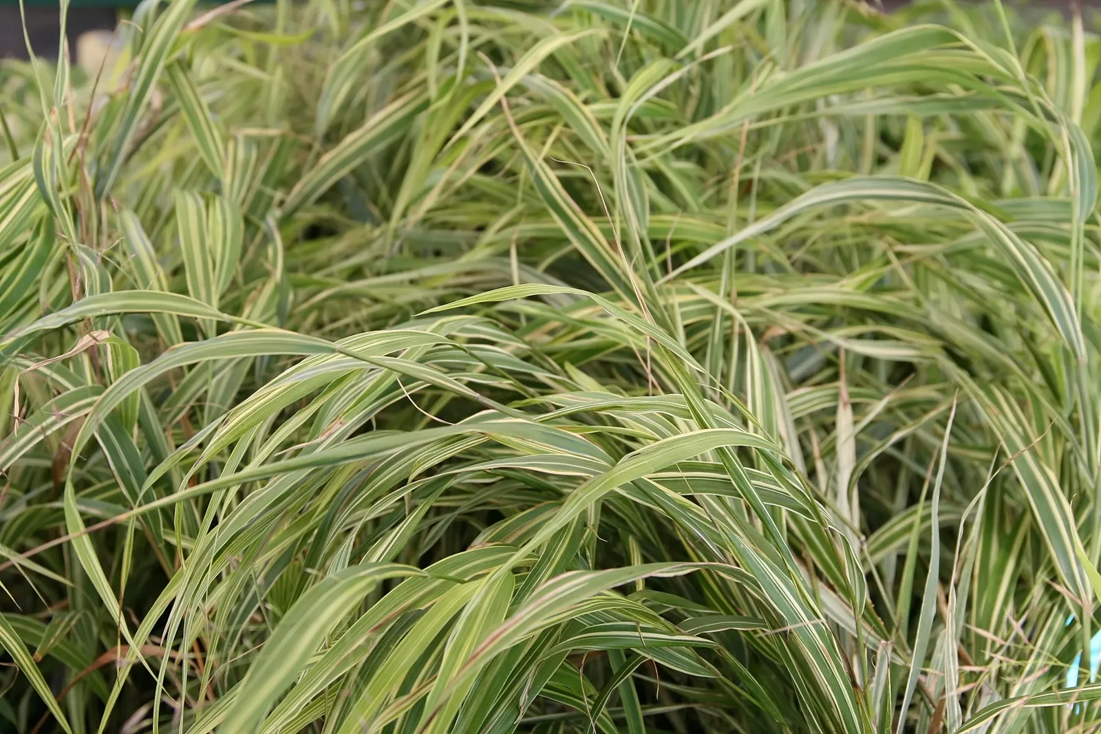 Variegated Japanese Forest Grass (Hakonechloa Macra 'Albo-Striata') — Variegated Japanese forest grass, Hakonechloa macra 'Albo-striata', is an ornamental