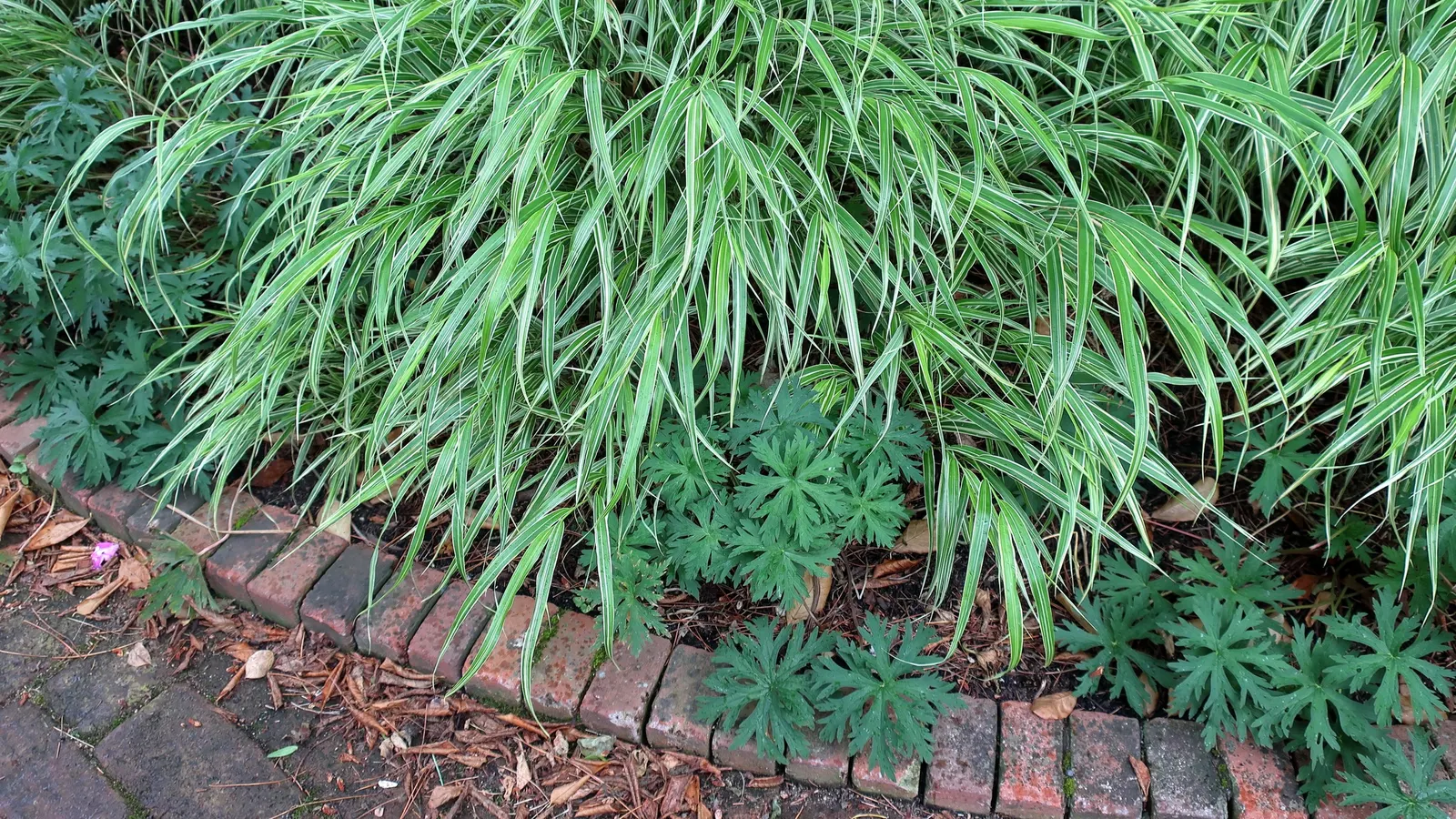 Variegated Japanese Forest Grass (Hakonechloa Macra 'Albo-Striata') — 16-to-18-inch long blades with creamy white and green stripes