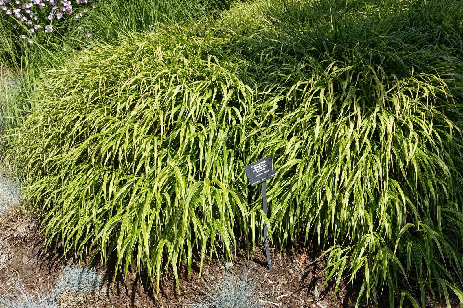 Variegated Japanese Forest Grass (Hakonechloa Macra 'Albo-Striata') — It sports gracefully arching