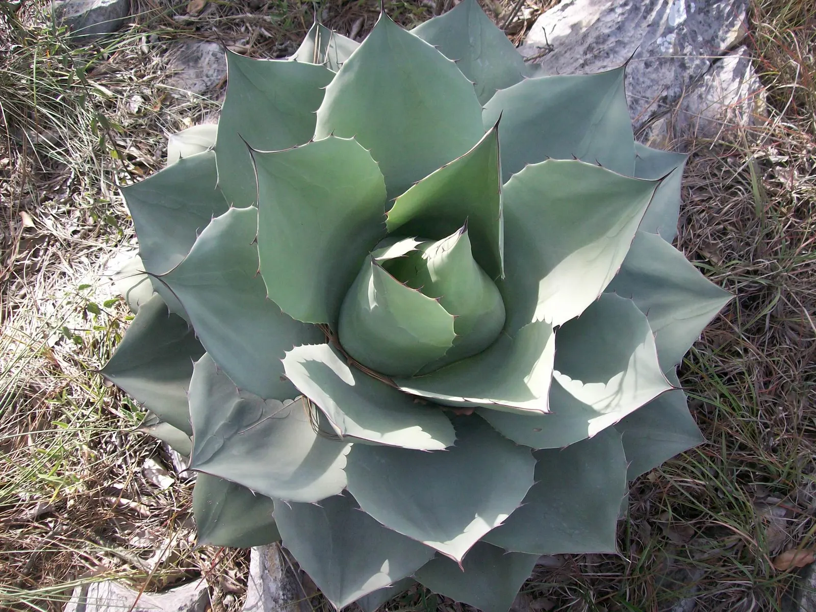 Whale's Tongue Agave (Agave Ovatifolia) — powdery blue-gray leaves that resemble a whale's tongue