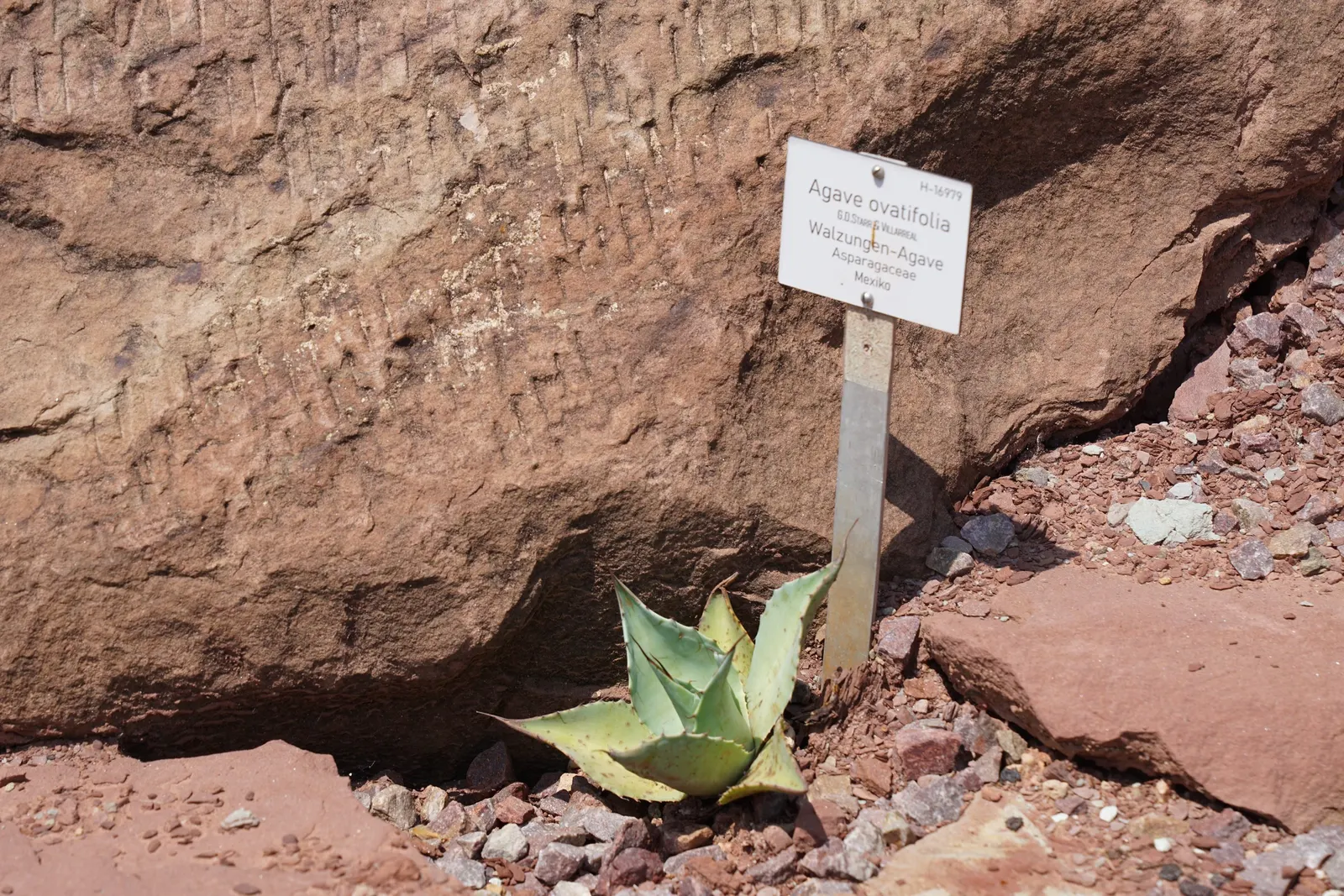 Whale's Tongue Agave (Agave Ovatifolia) — It demands minimal water, resisting drought well