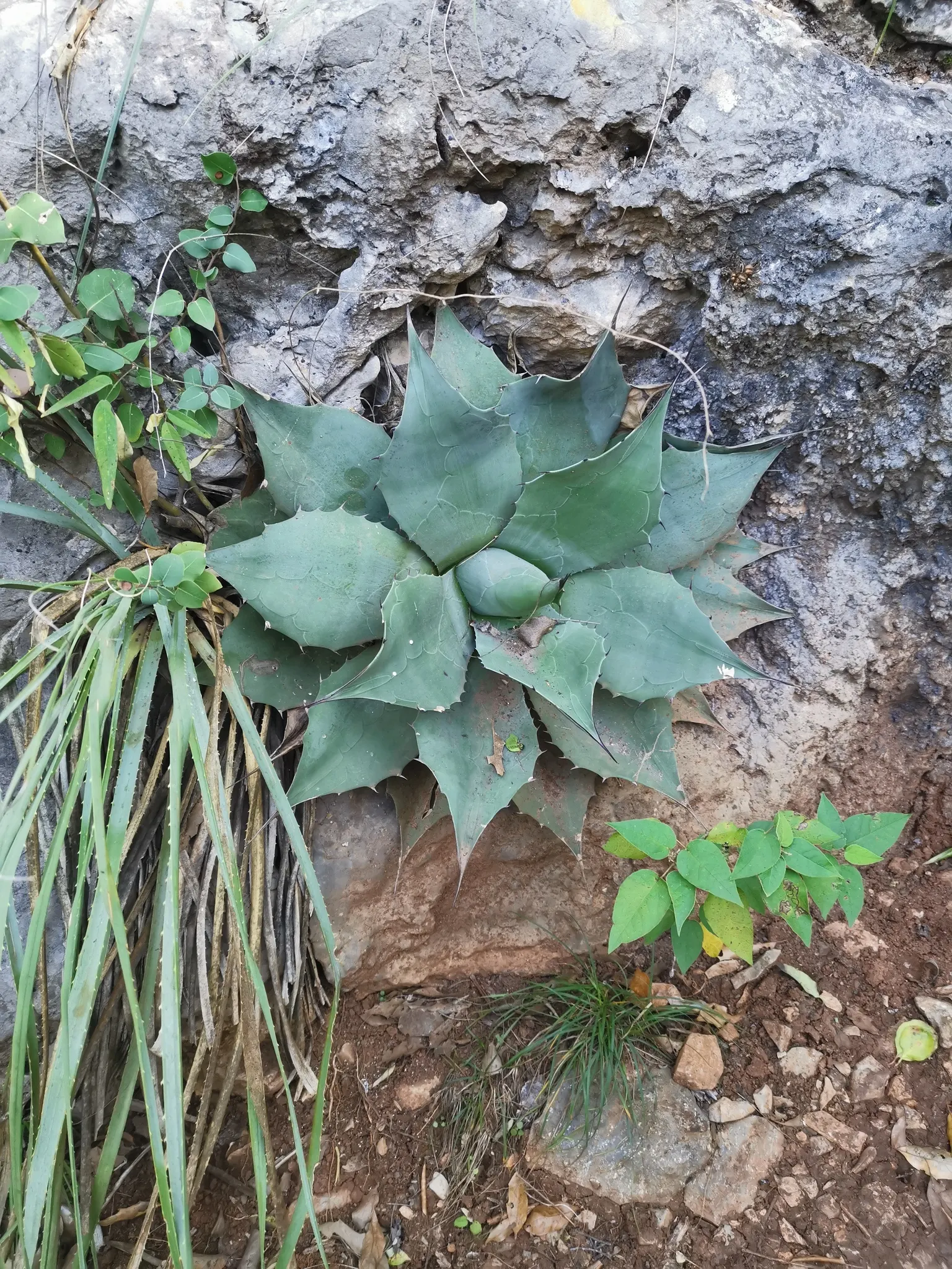 Whale's Tongue Agave (Agave Ovatifolia) — Hardy in zones 7-11, it thrives in full sun and requires well-draining soil