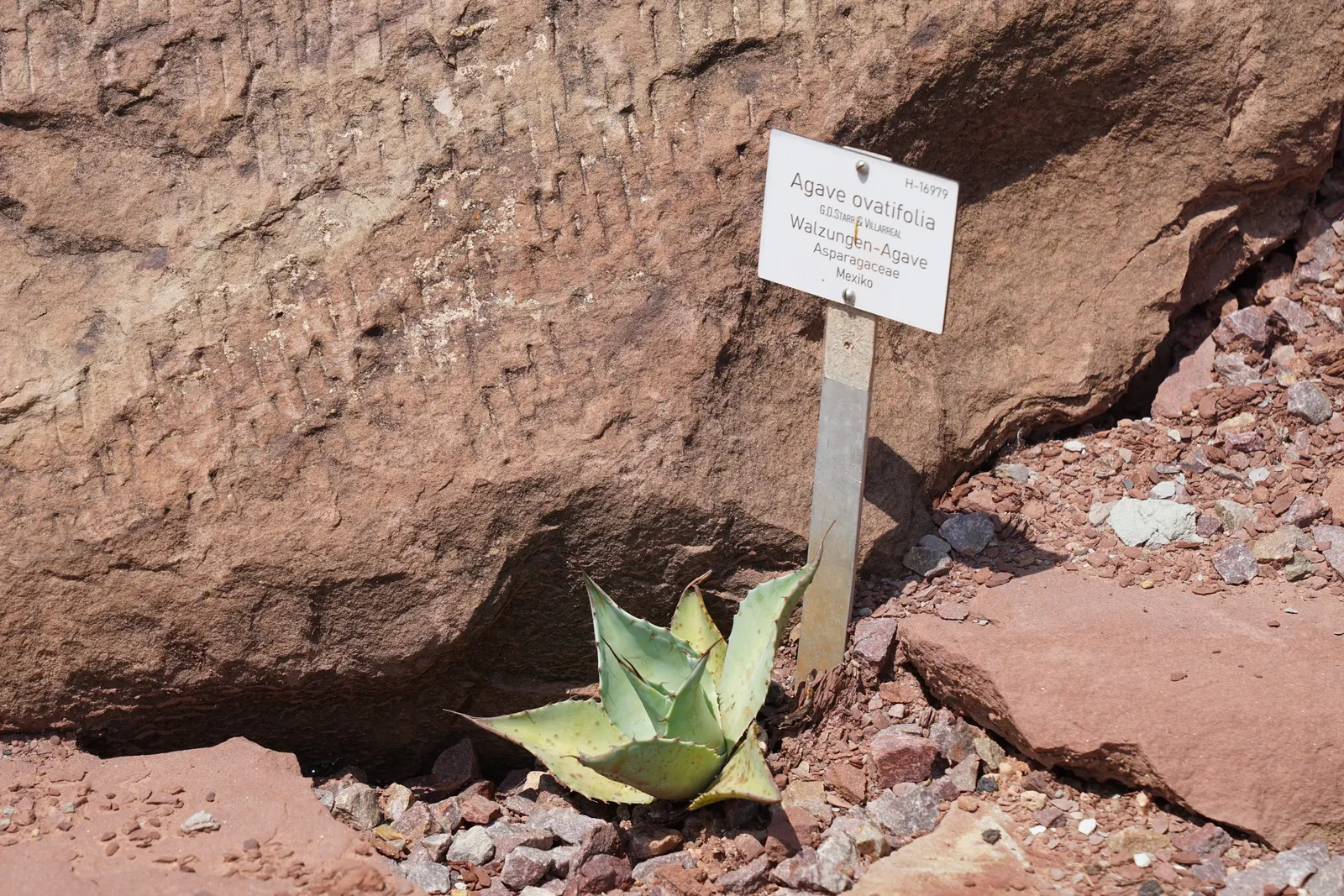 Whale's Tongue Agave (Agave Ovatifolia) — Bloom occurs once, typically after 10-15 years, with a towering 10-15 foot flower spike