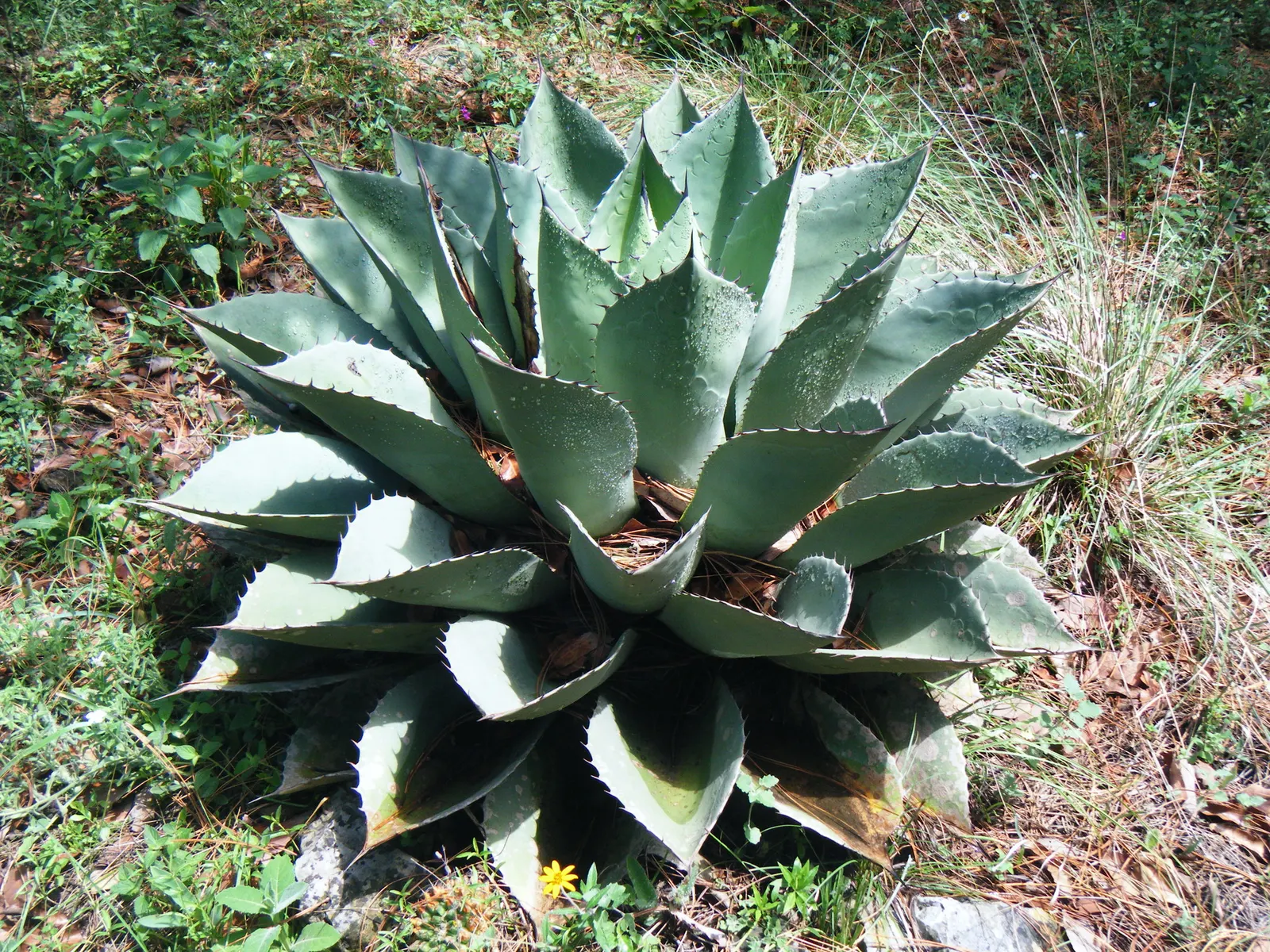 Whale's Tongue Agave (Agave Ovatifolia) — Whale's Tongue Agave (Agave ovatifolia) is a striking succulent featuring wide