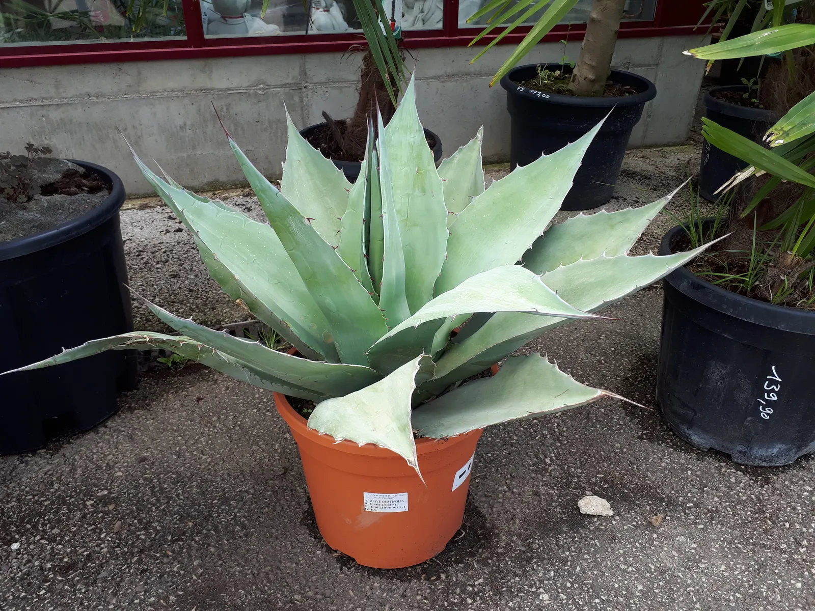 Whale's Tongue Agave (Agave Ovatifolia) — Mature plants reach up to 3-6 feet in both height and spread, adding bold texture to xeriscapes