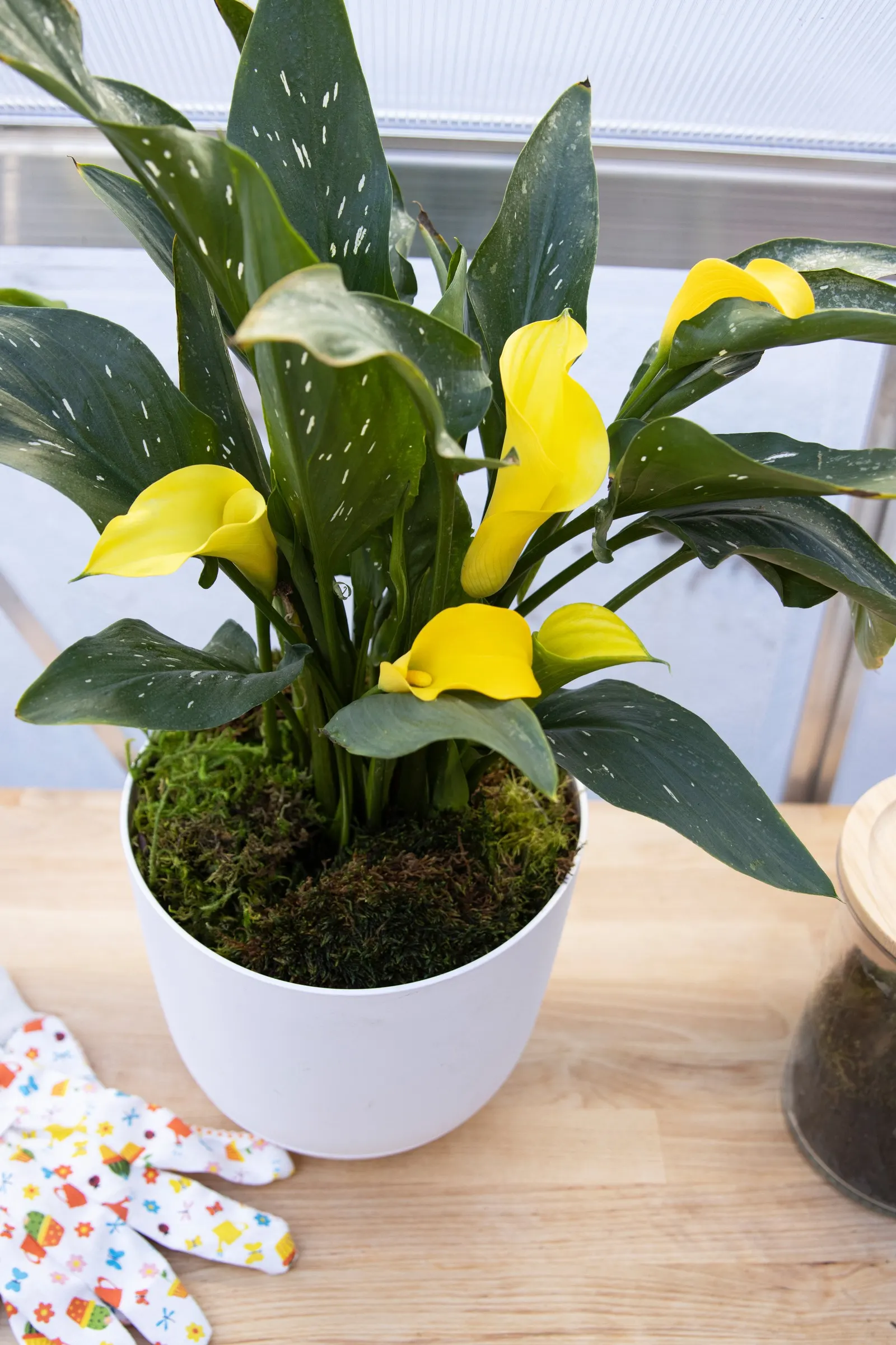 Sunshine Calla Lily (Zantedeschia) — is an upright annual with elegant golden-yellow spathes rising above lush green foliage