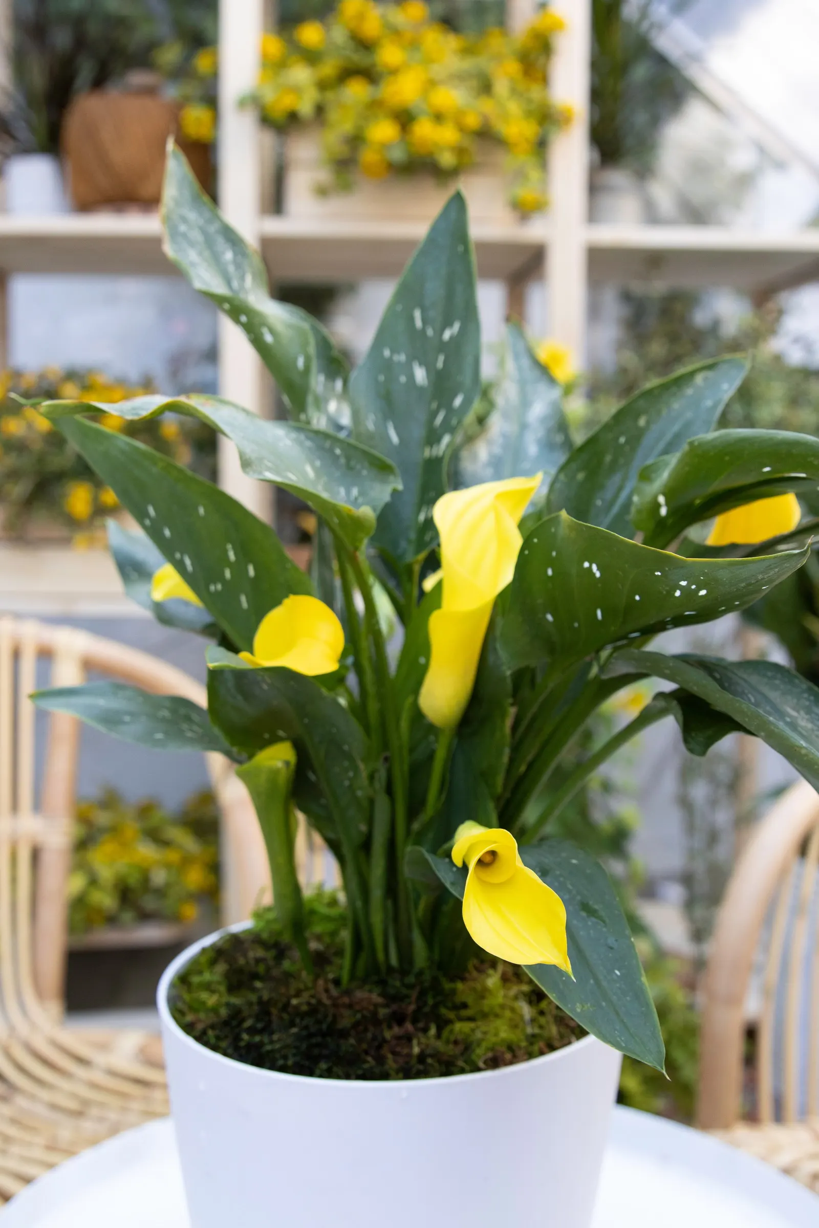 Sunshine Calla Lily (Zantedeschia) — is an elegant annual from Proven Winners® that brings a luminous golden note to summer plantings