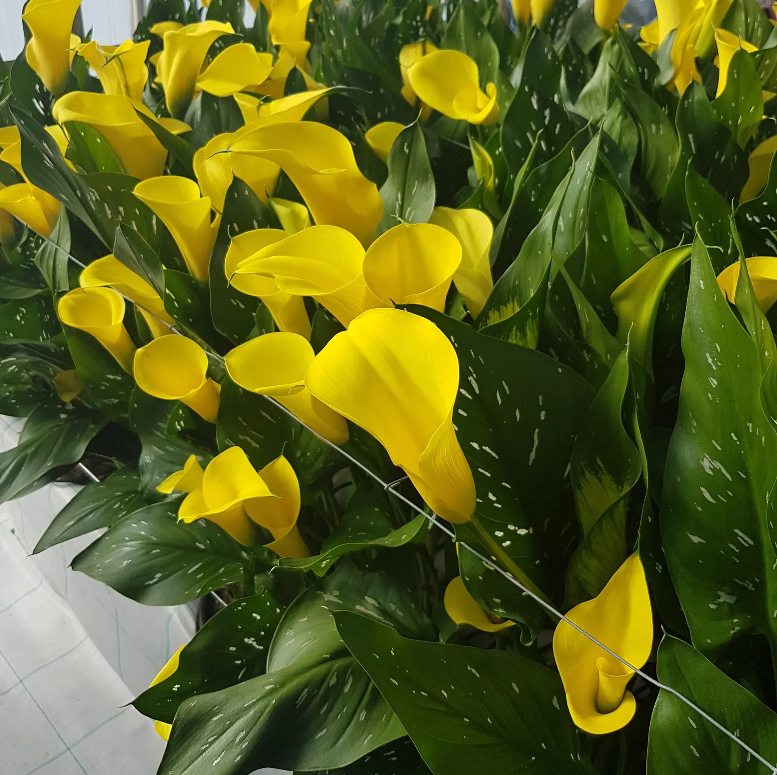 Sunshine Calla Lily (Zantedeschia) — chalice-like spathes rise cleanly above lush green foliage