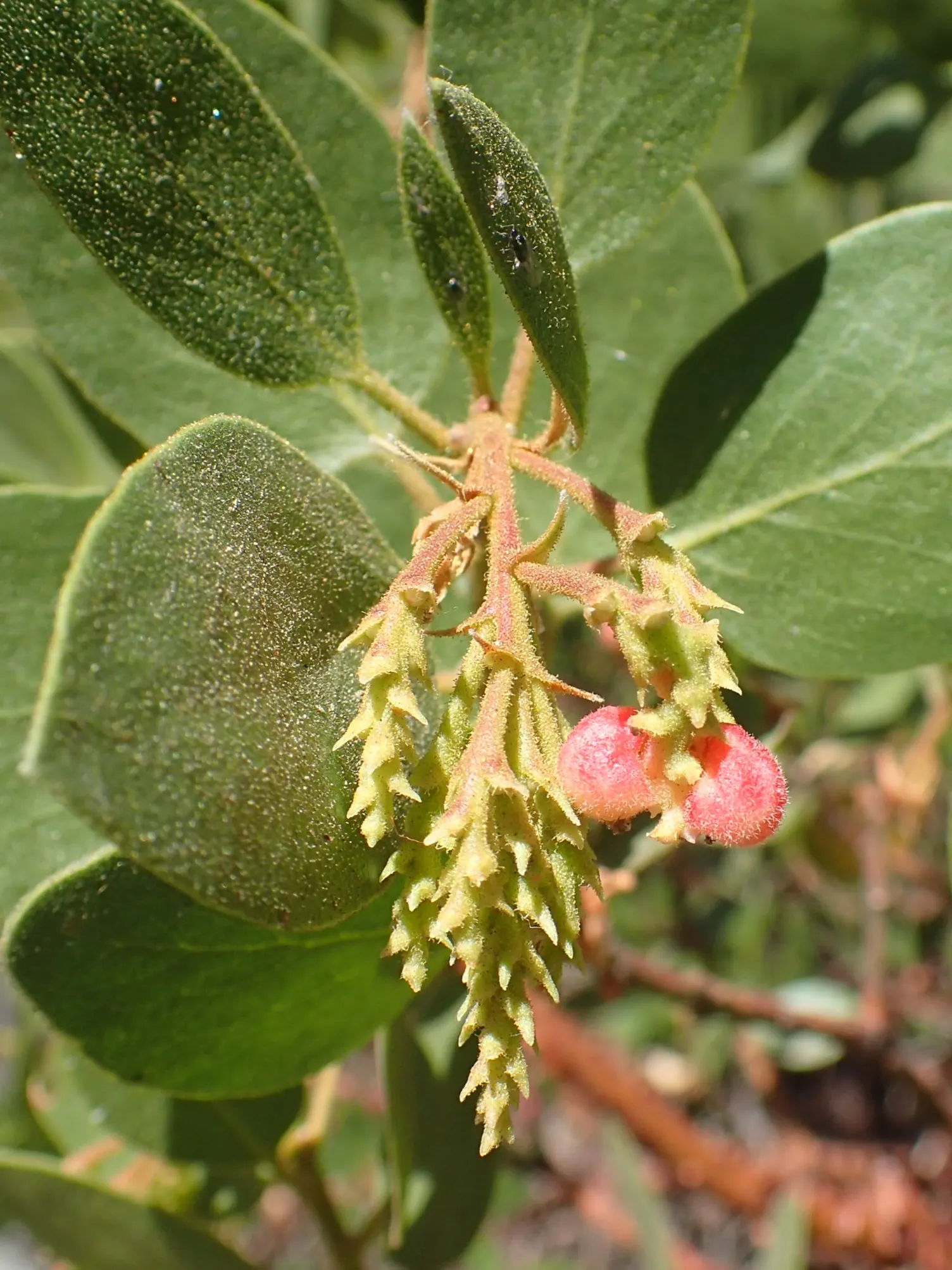 Whiteleaf Manzanita (Arctostaphylos Viscida) — this plant flourishes in USDA Hardiness Zones 7 through 10