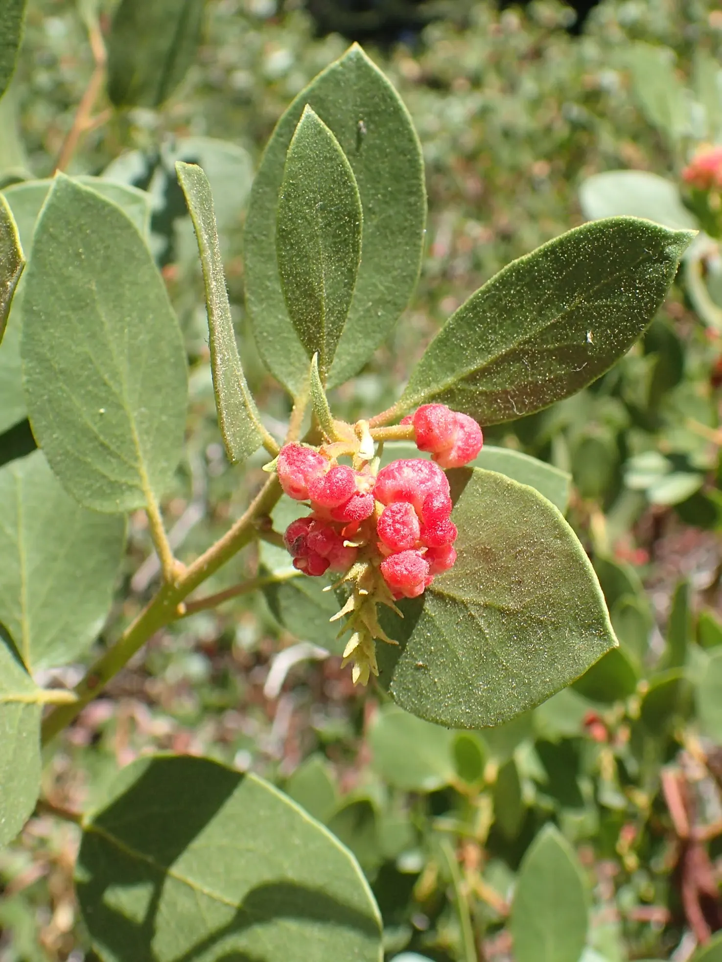 Whiteleaf Manzanita (Arctostaphylos Viscida) — is a captivating evergreen shrub notable for its striking visual appeal and hardy nature