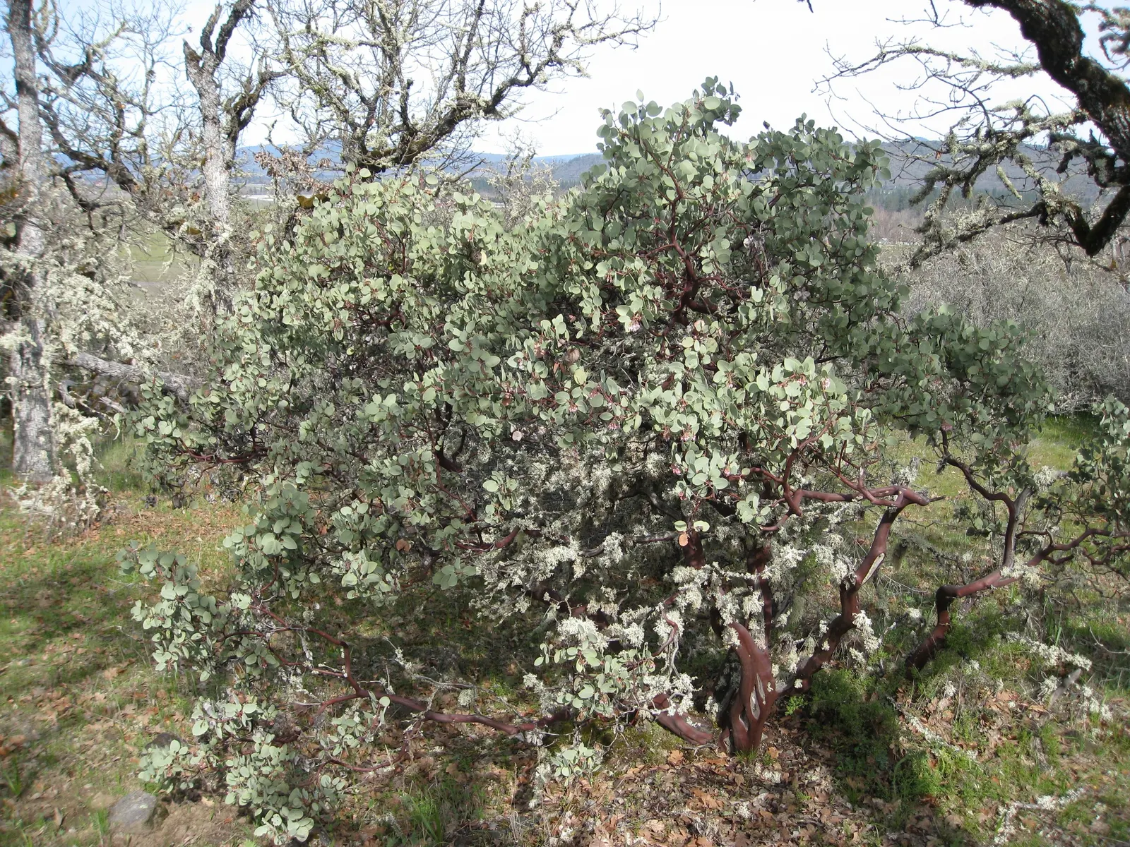 Whiteleaf Manzanita (Arctostaphylos Viscida) — These ornamental features