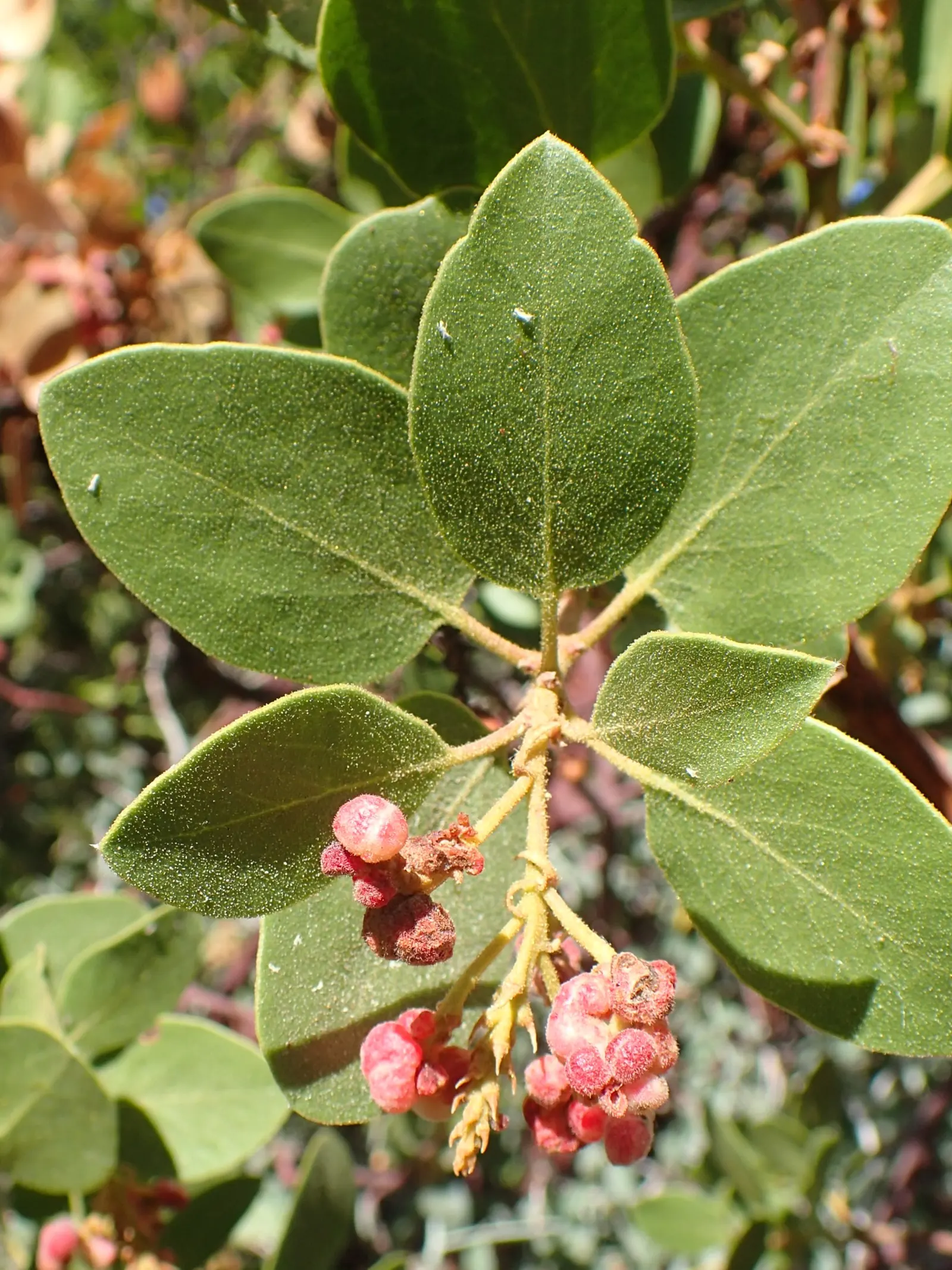 Whiteleaf Manzanita (Arctostaphylos Viscida) — while the leaves present a unique pale green