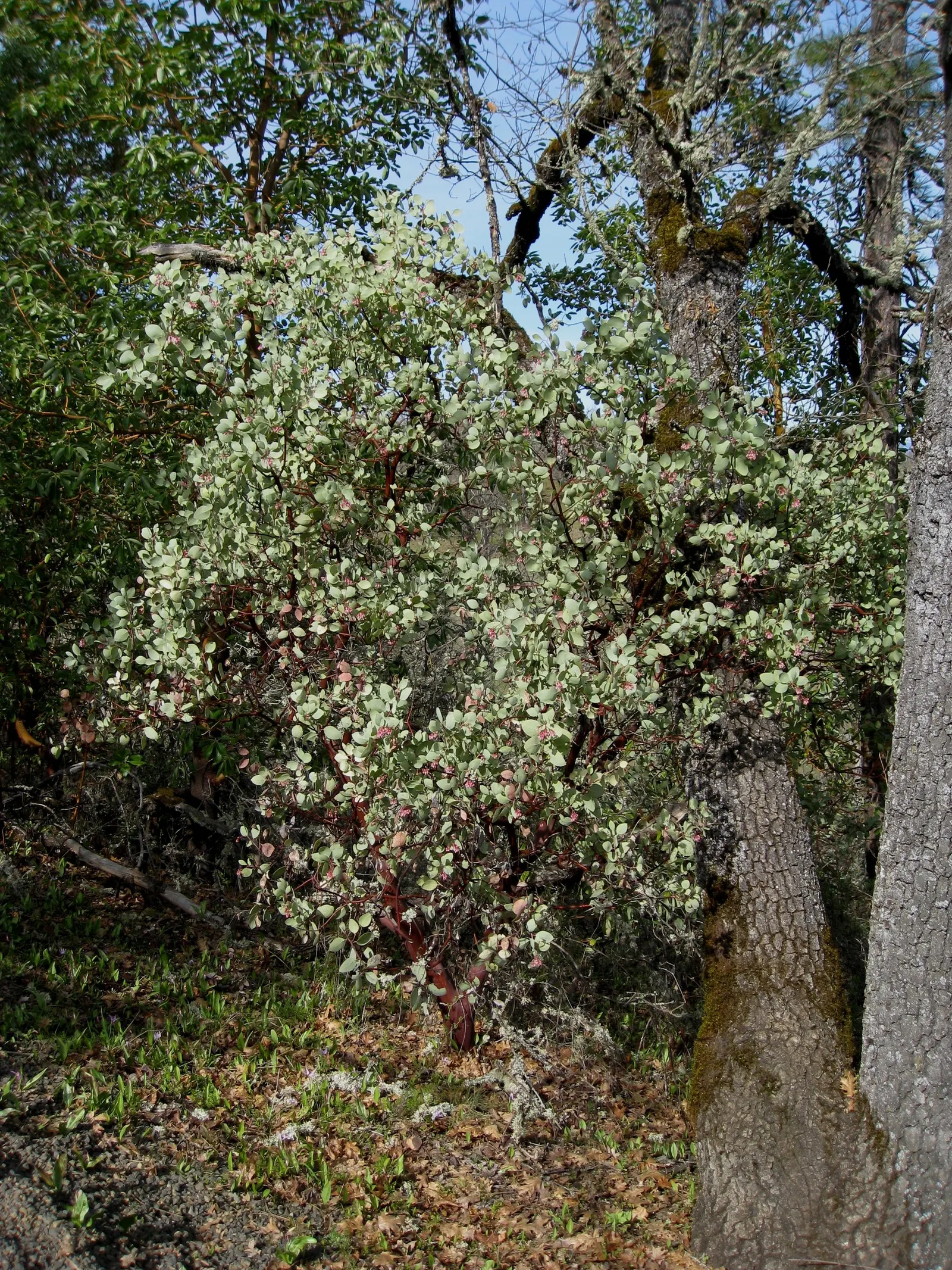 Whiteleaf Manzanita (Arctostaphylos Viscida) — Once established, the Whiteleaf Manzanita demands minimal maintenance, being resistant to pests and diseases