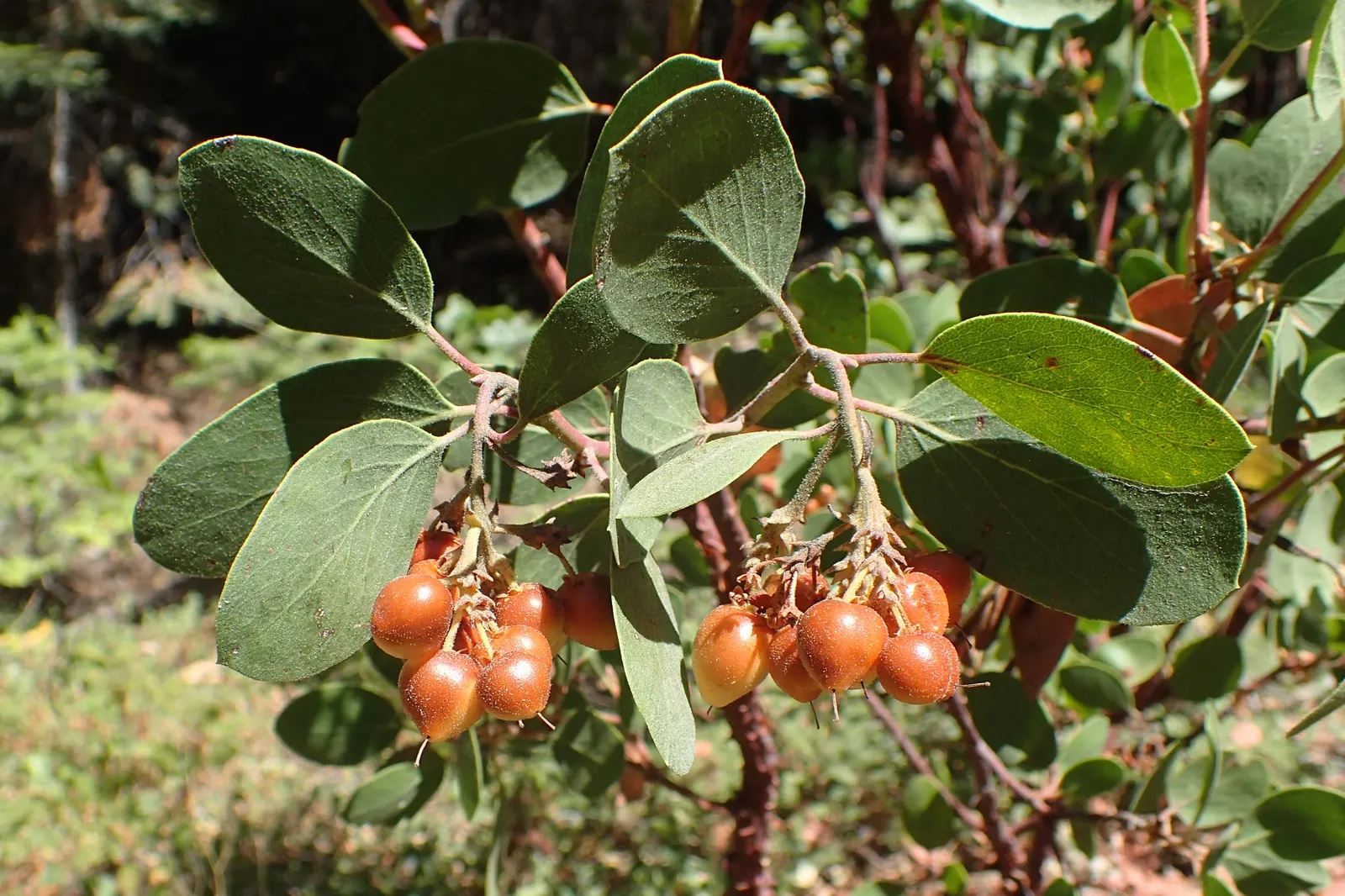 Whiteleaf Manzanita (Arctostaphylos Viscida) — red-brown bark peels attractively