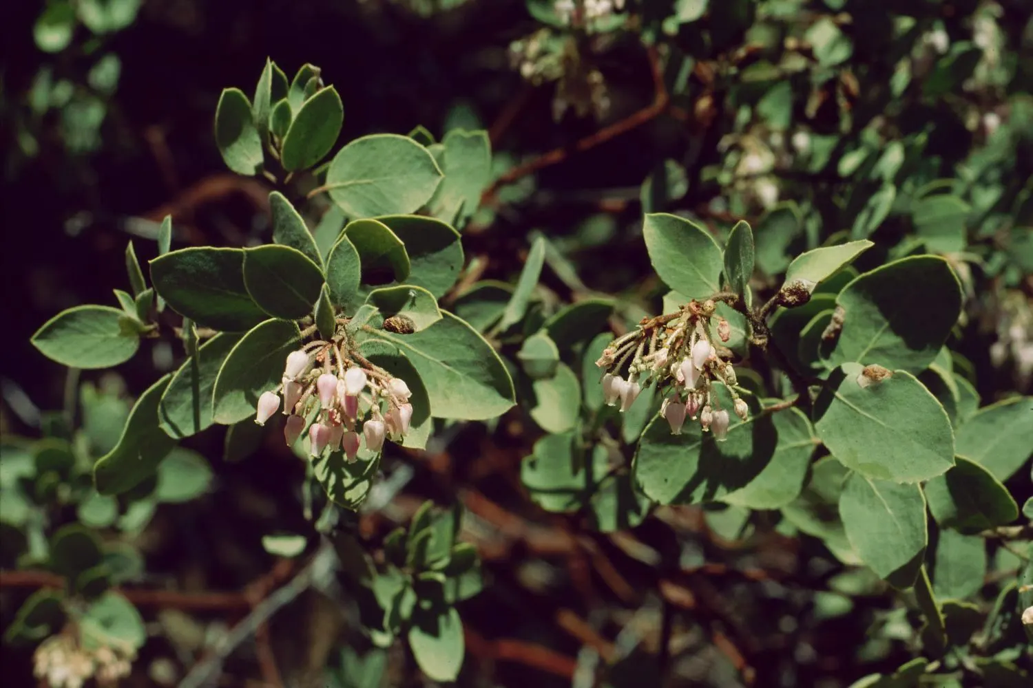 Whiteleaf Manzanita (Arctostaphylos Viscida) — Originating from the western United States