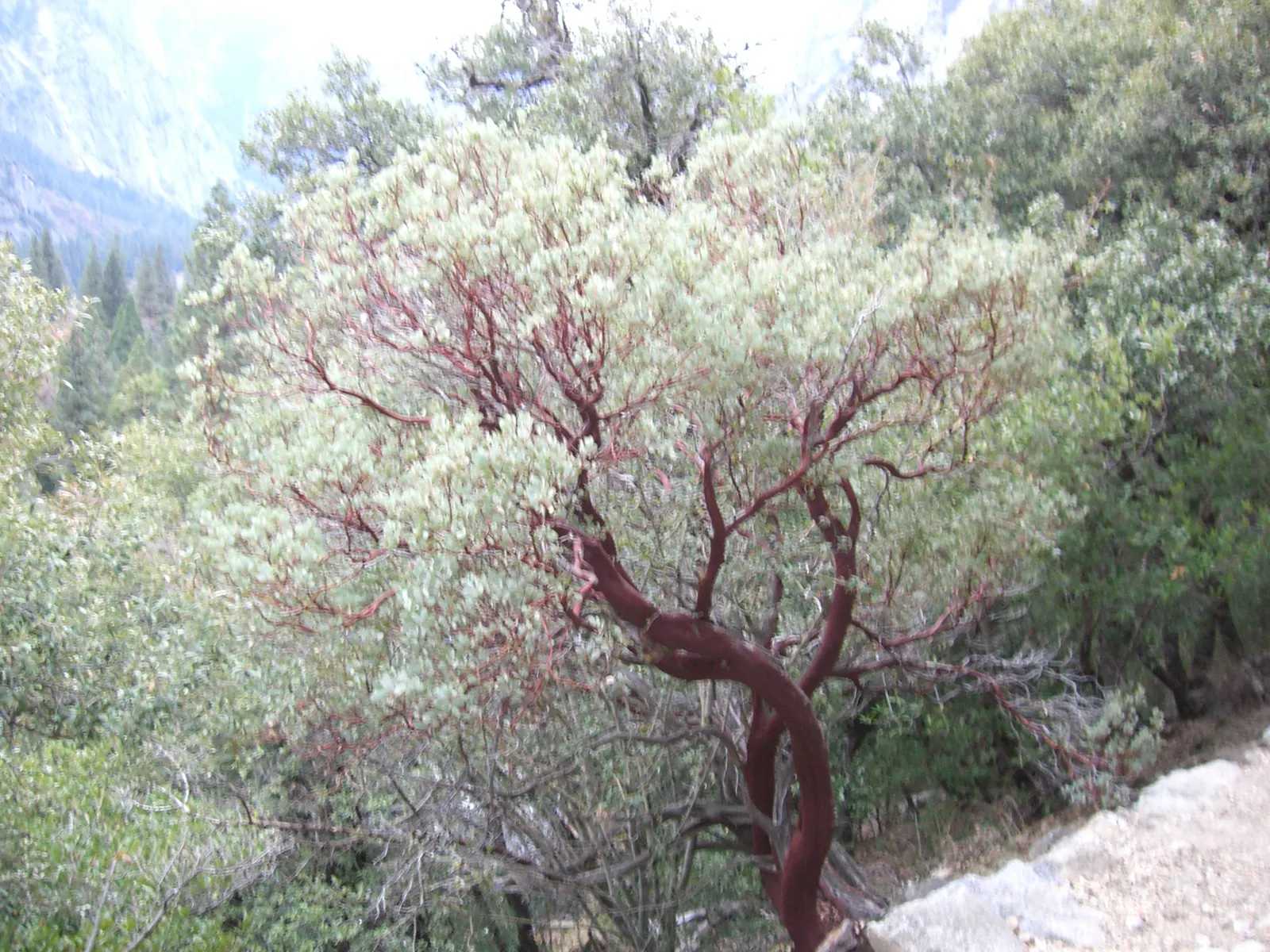 Whiteleaf Manzanita (Arctostaphylos Viscida) — red-barked branches and pale green