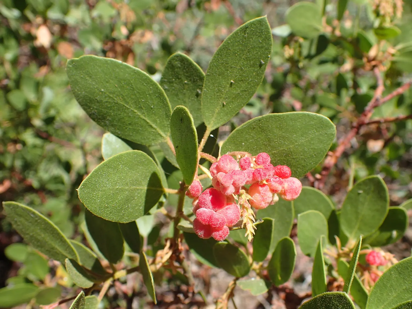 Whiteleaf Manzanita (Arctostaphylos Viscida) — The Whiteleaf Manzanita (Arctostaphylos viscida) is a striking evergreen shrub