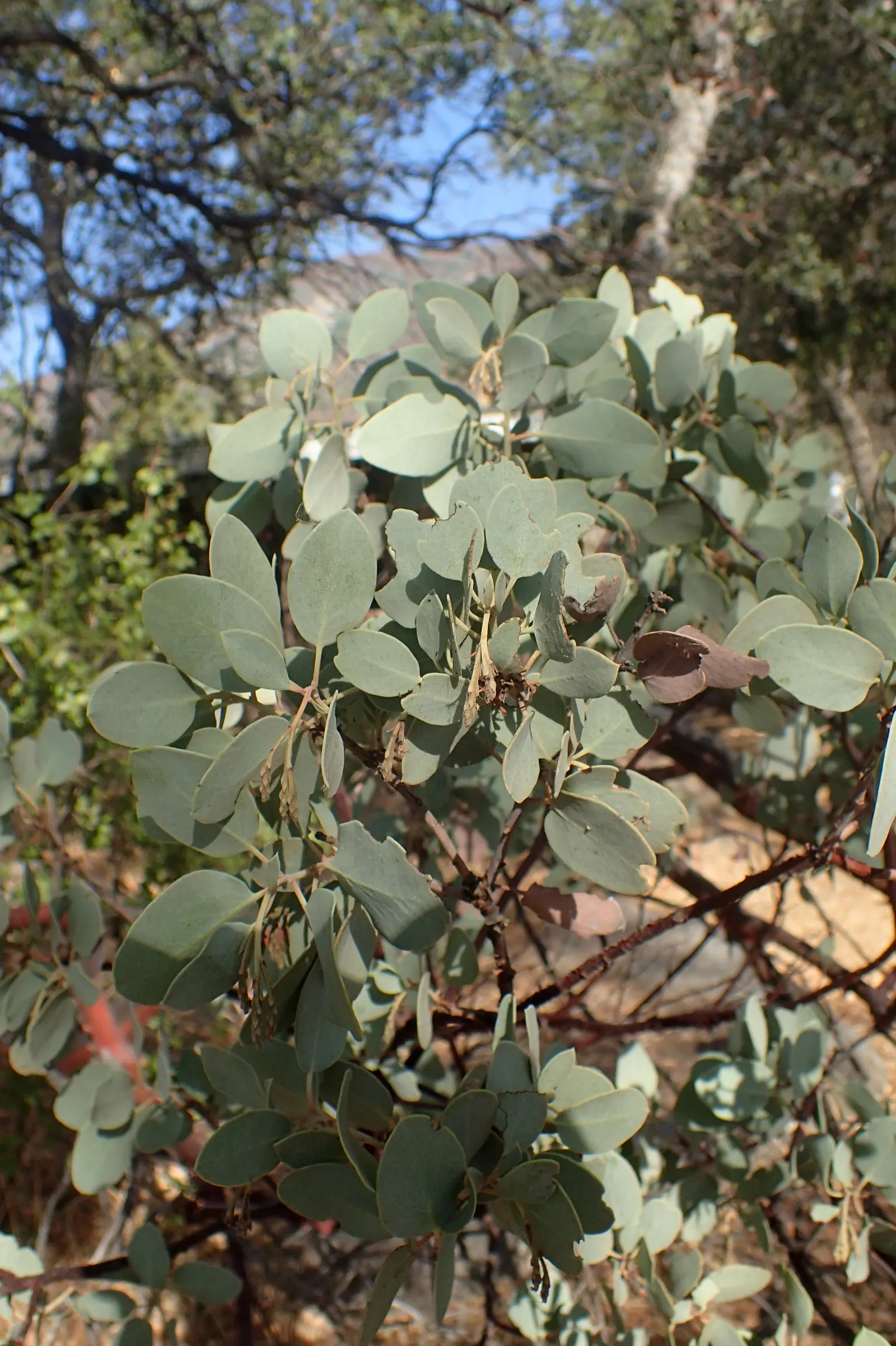 Whiteleaf Manzanita (Arctostaphylos Viscida) — which are followed by red-brown