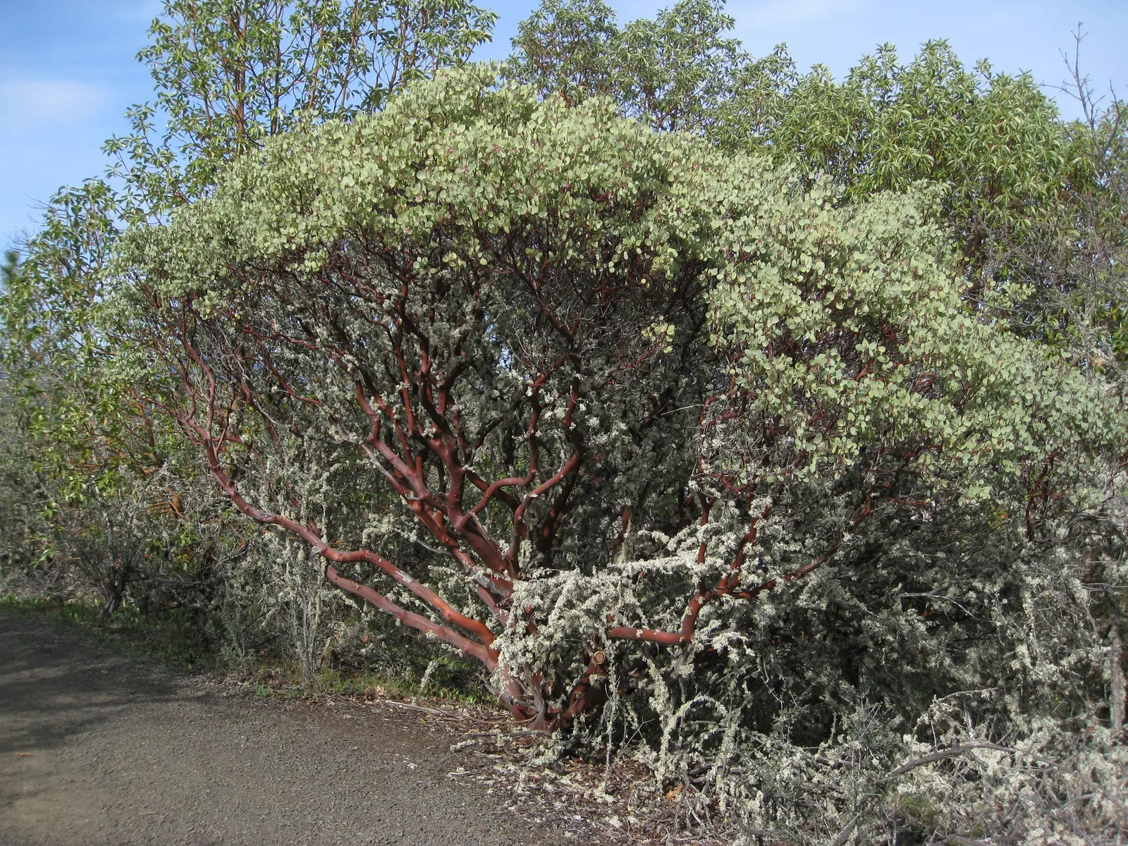 Whiteleaf Manzanita (Arctostaphylos Viscida) — oval leaves with a sticky texture